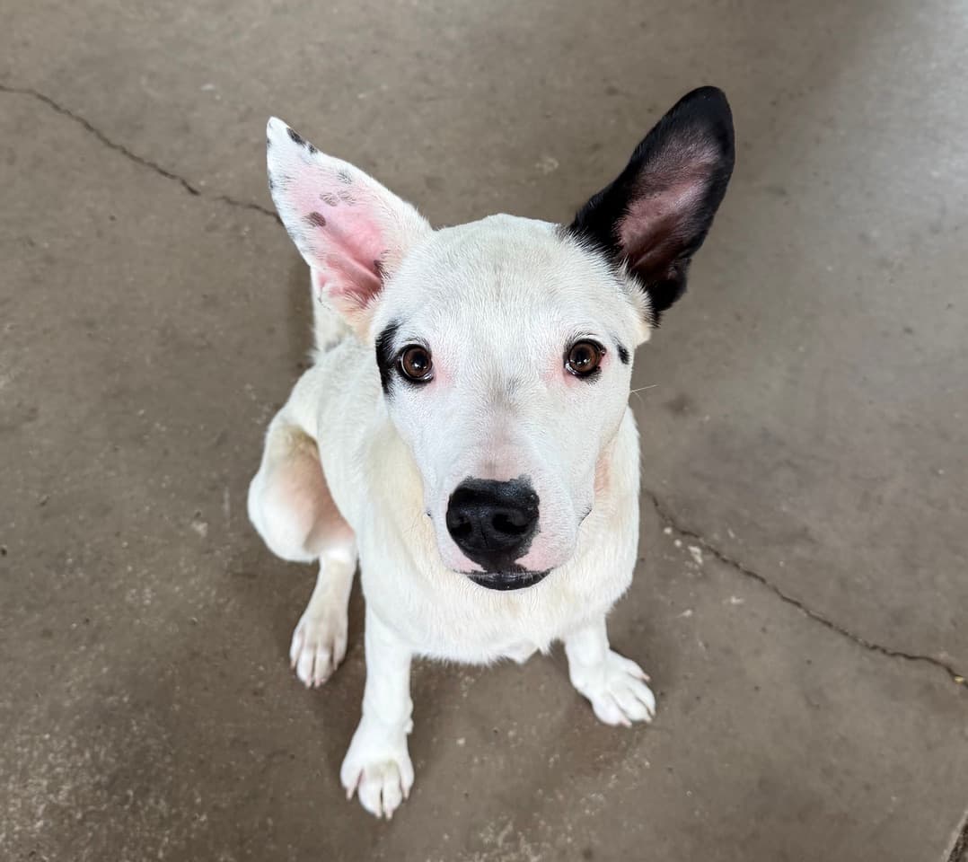 Levi - Border Collie x Staffordshire Bull Terrier available for adoption at Lucky Paws Dog Rescue in Brisbane