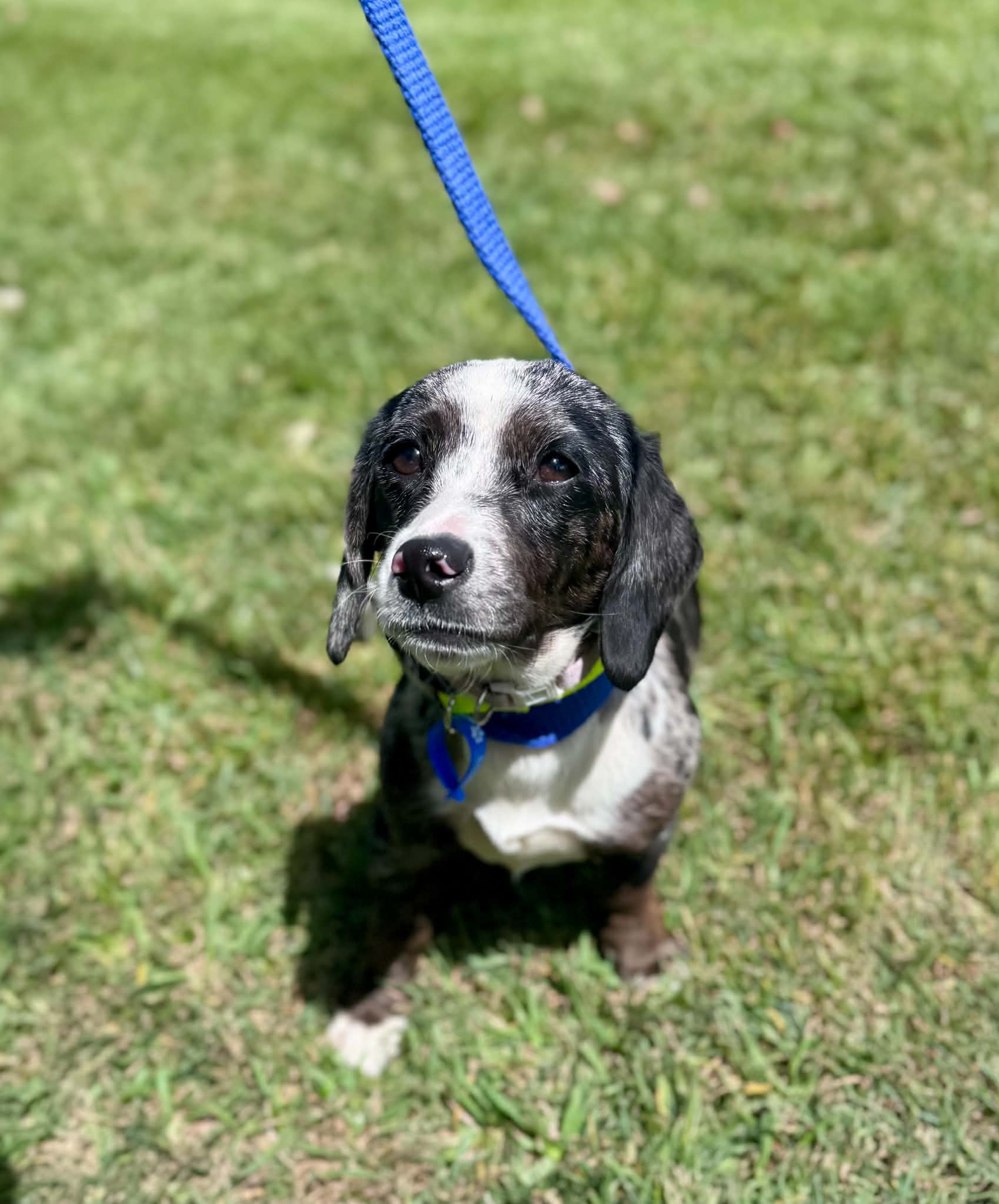 Minnie - Miniature Dachshund Cross available for adoption at Lucky Paws Dog Rescue in Brisbane