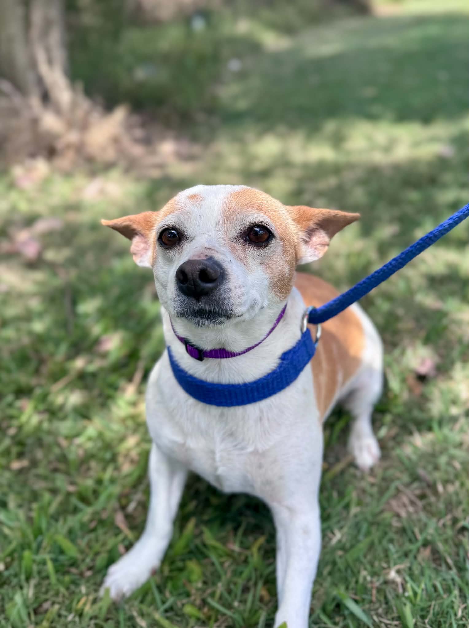 Phoebe - Jack Russell Terrier Cross available for adoption in Brisbane