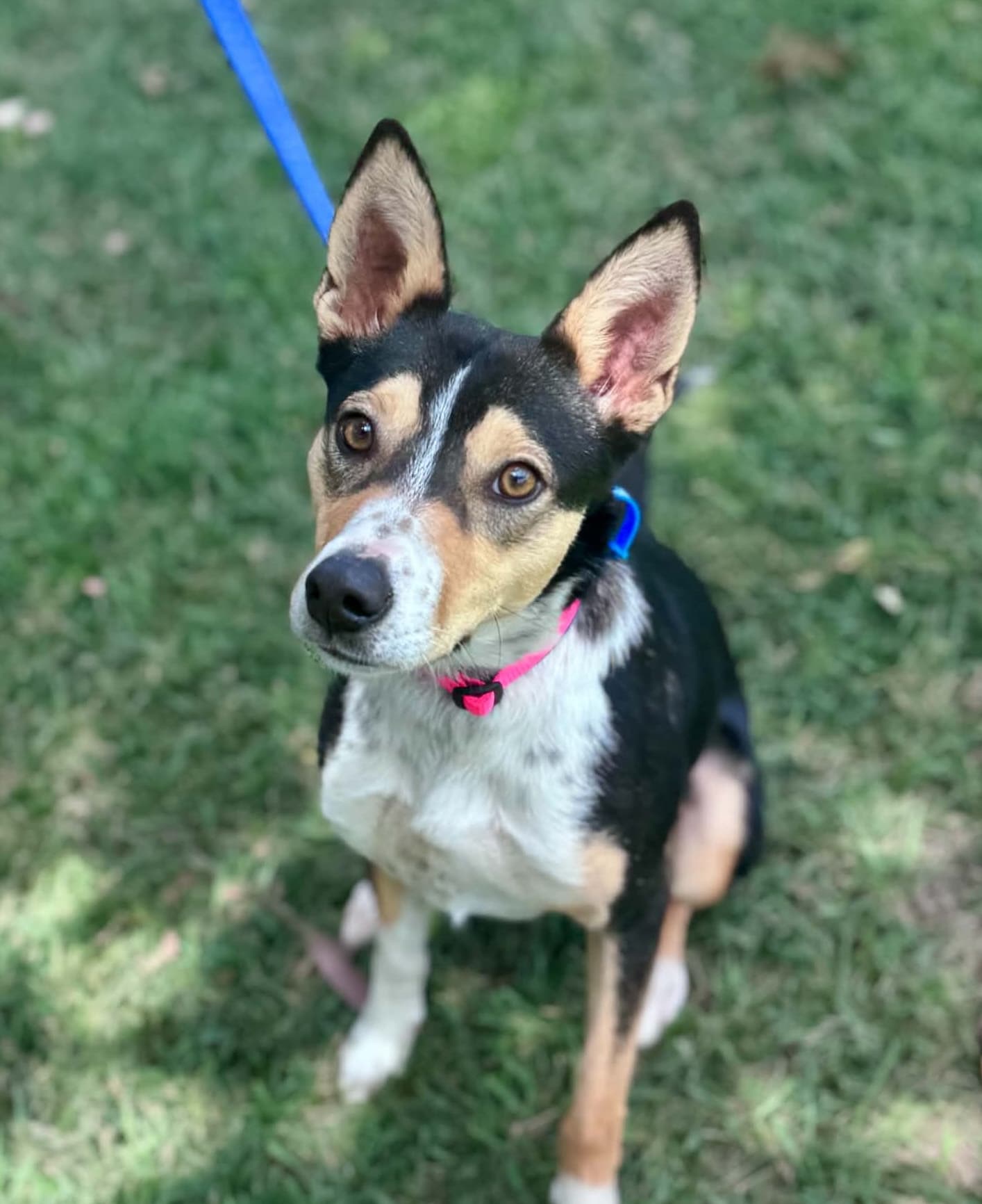 Frankie - Whippet x Border Collie available for adoption at Lucky Paws Dog Rescue in Brisbane