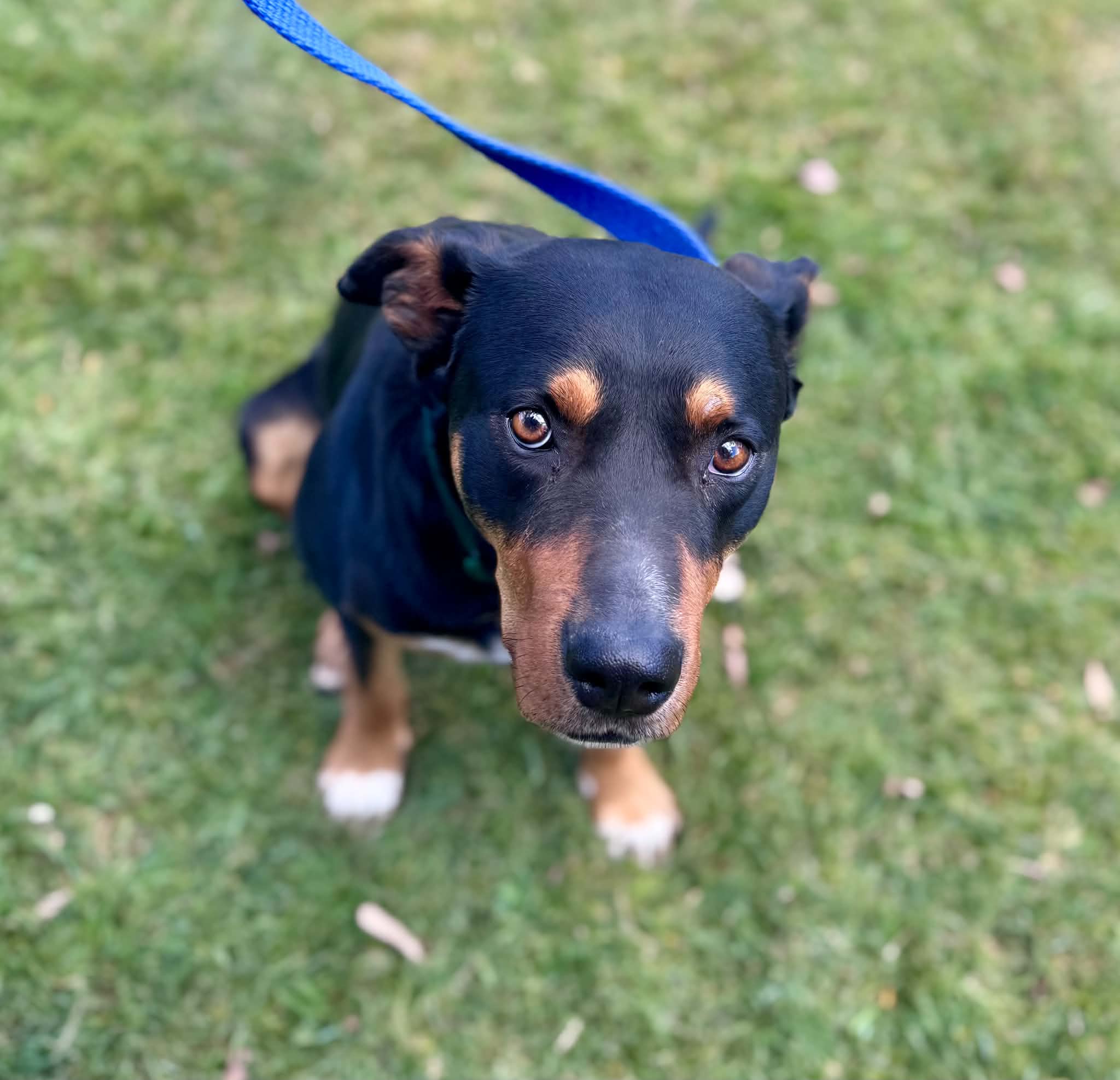 Oki - Australian Kelpie Cross available for adoption at Lucky Paws Dog Rescue in Brisbane