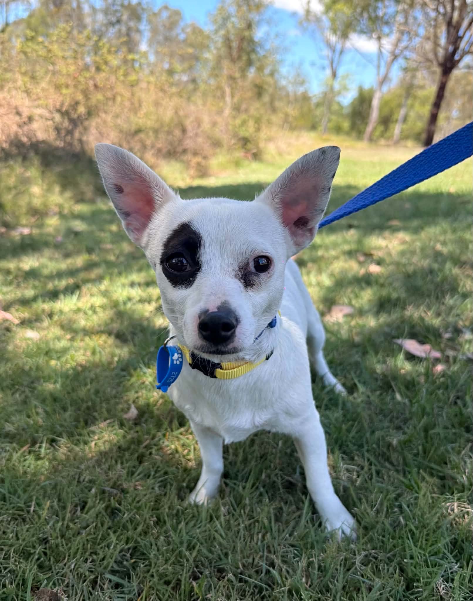Martha - Fox Terrier Cross available for adoption at Lucky Paws Dog Rescue in Brisbane