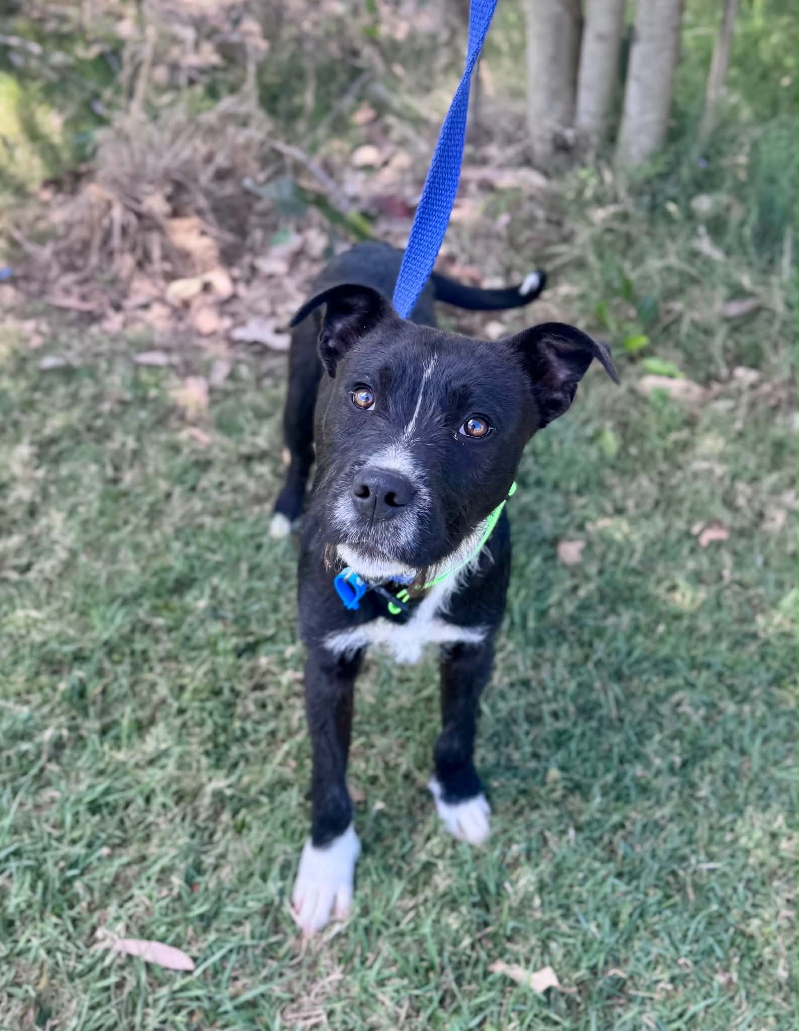 Rowan - Irish Wolfhound Cross available for adoption at Lucky Paws Dog Rescue in Brisbane