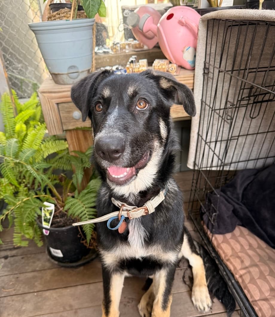 Bella - German Shepherd Cross available for adoption at Lucky Paws Dog Rescue in Brisbane