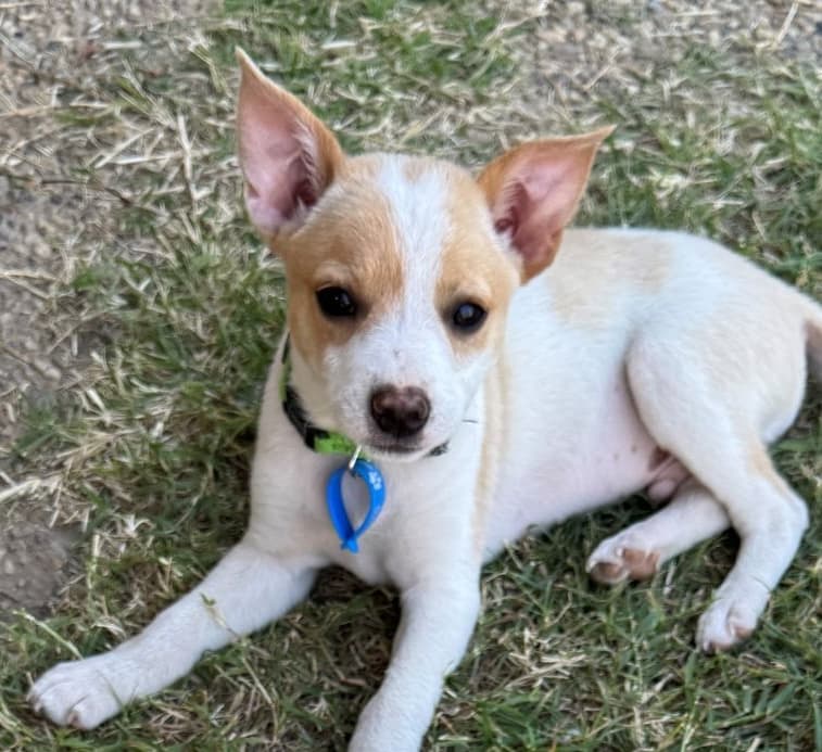 Pablo - Jack Russell Terrier Cross available for adoption at Lucky Paws Dog Rescue in Brisbane