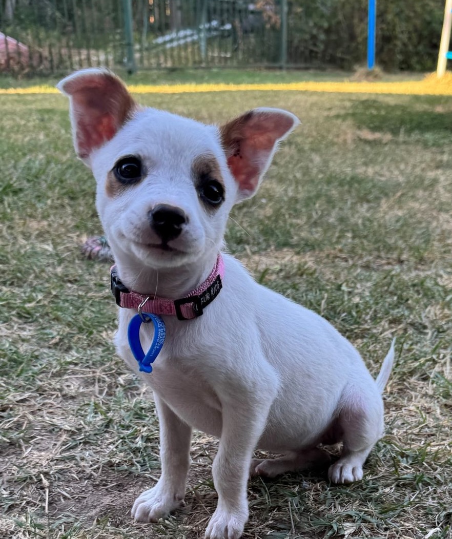 Pixie - Jack Russell Terrier Cross available for adoption at Lucky Paws Dog Rescue in Brisbane