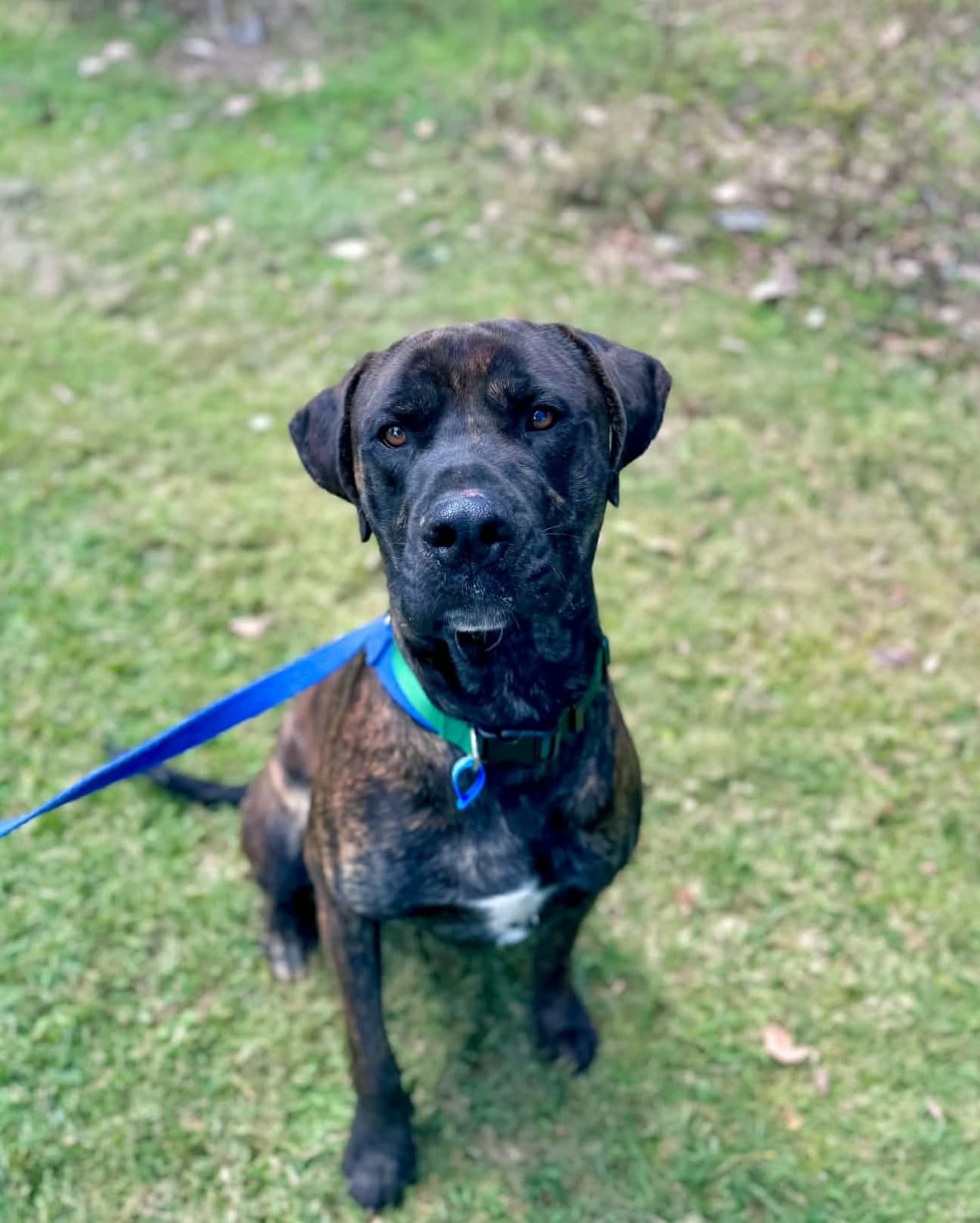 Brax - Mastiff x Great Dane available for adoption in Brisbane