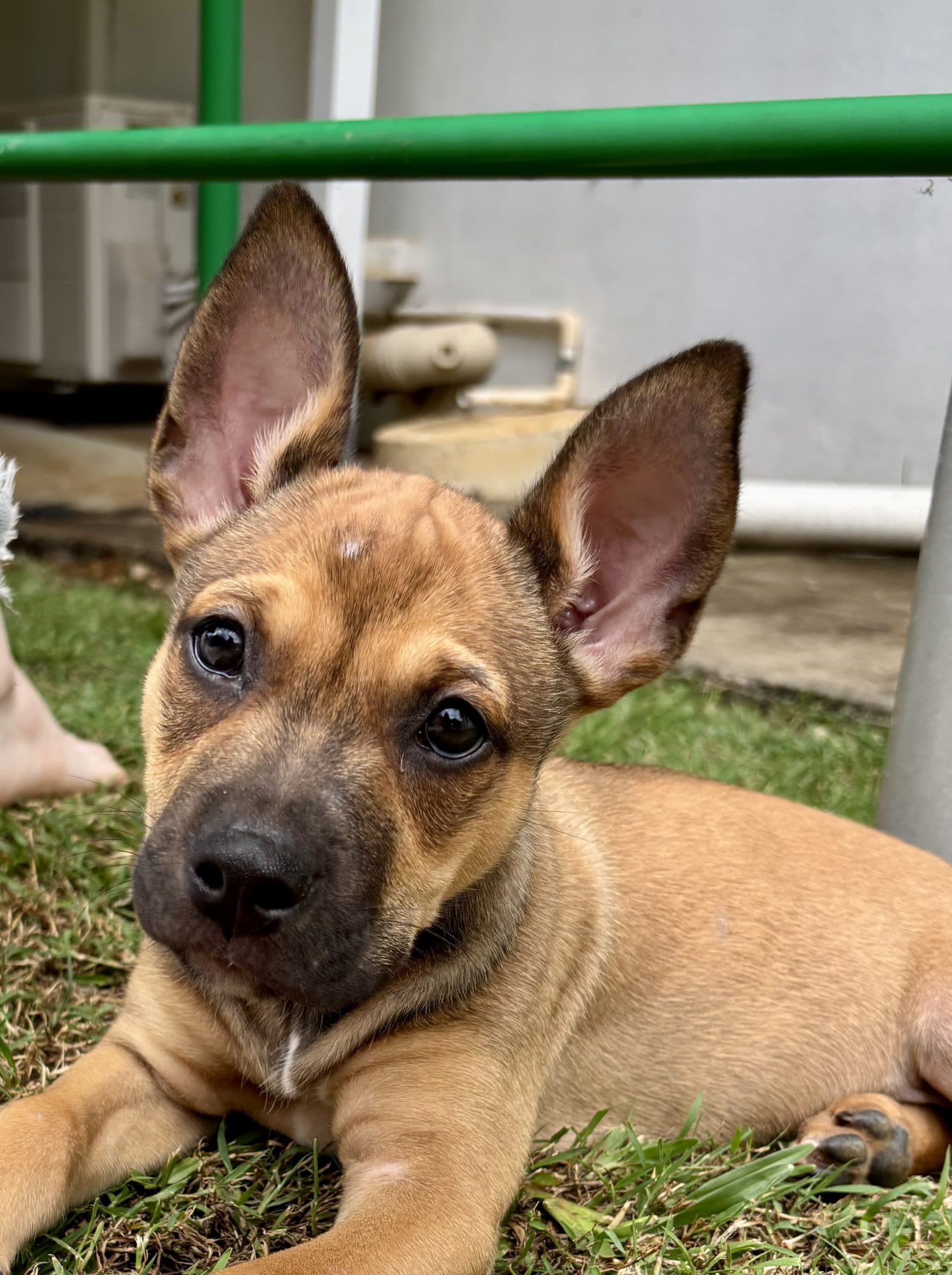 Lexus - Staffordshire Bull Terrier x Australian Kelpie available for adoption at Lucky Paws Dog Rescue in Brisbane