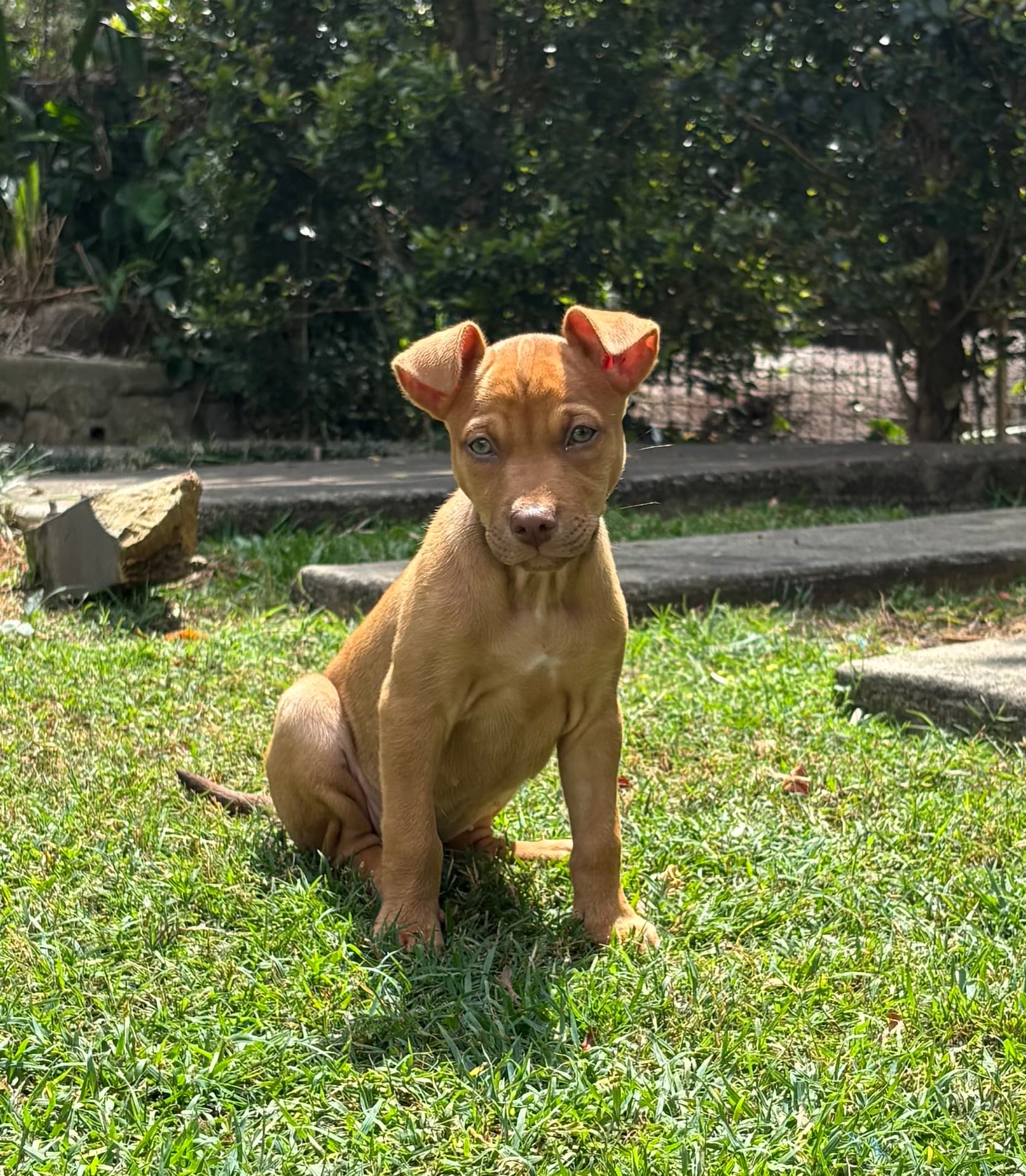 Mercedes - Staffordshire Bull Terrier x Australian Kelpie available for adoption at Lucky Paws Dog Rescue in Brisbane