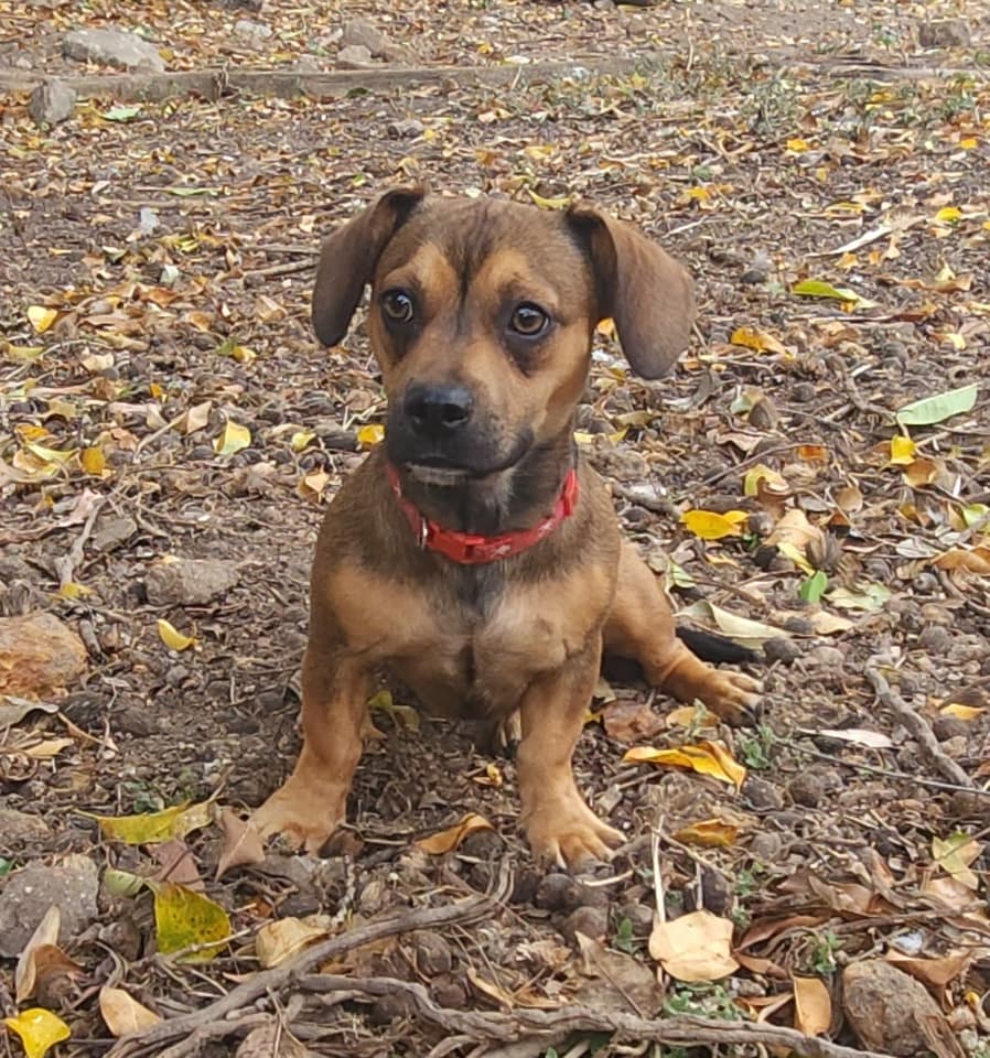 Chelsea - Miniature Dachshund x French Bulldog available for adoption at Lucky Paws Dog Rescue in Brisbane