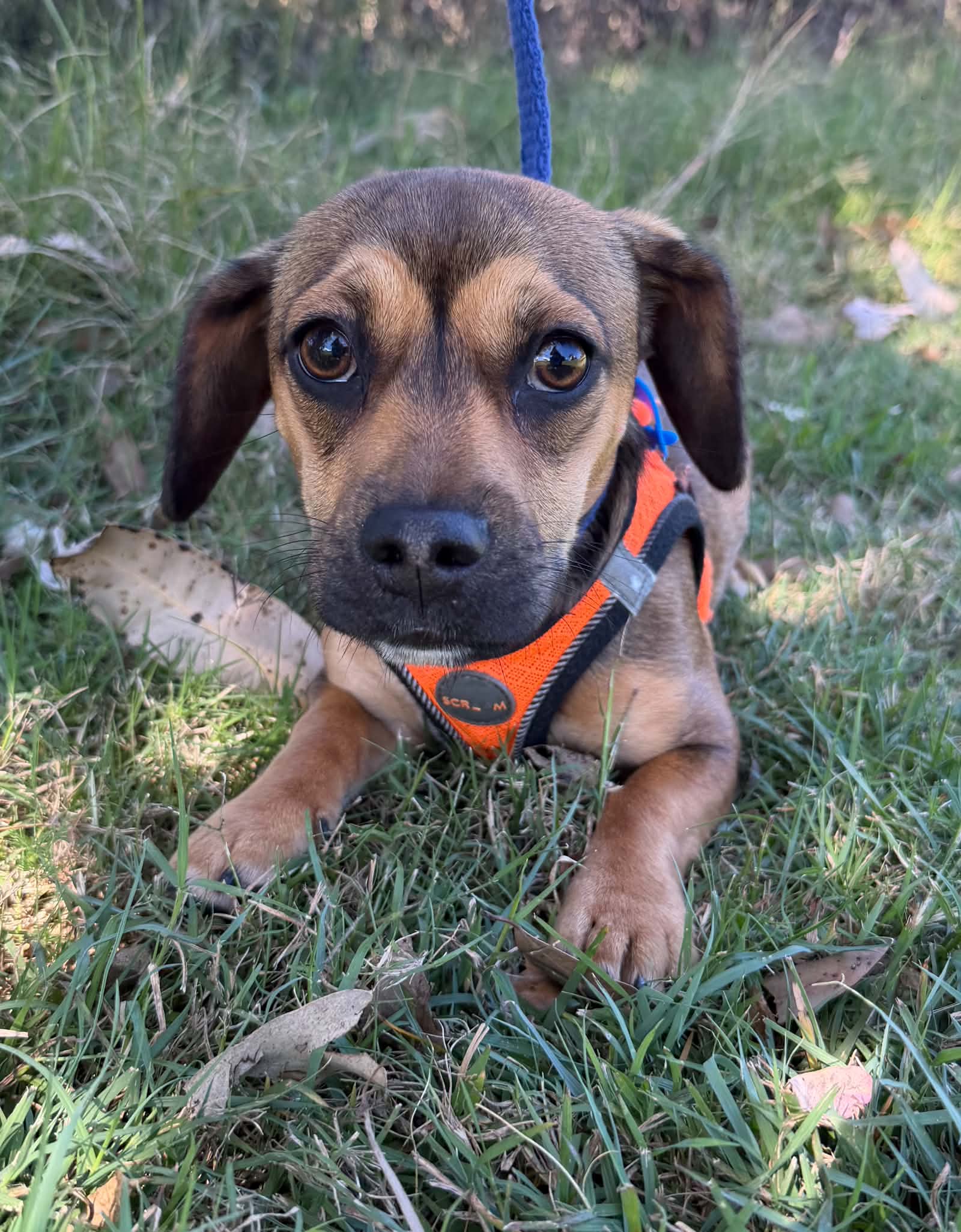 Maysie - Miniature Dachshund x French Bulldog available for adoption at Lucky Paws Dog Rescue in Brisbane