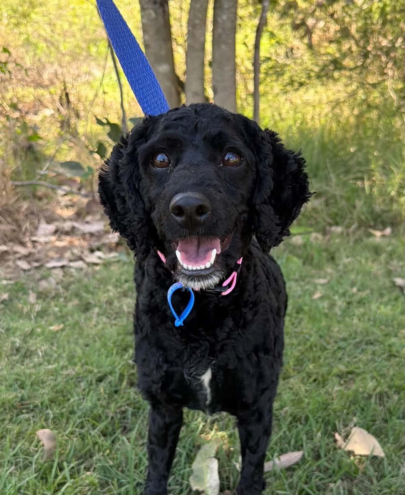 Ellie - Cavoodle available for adoption at Lucky Paws Dog Rescue in Brisbane
