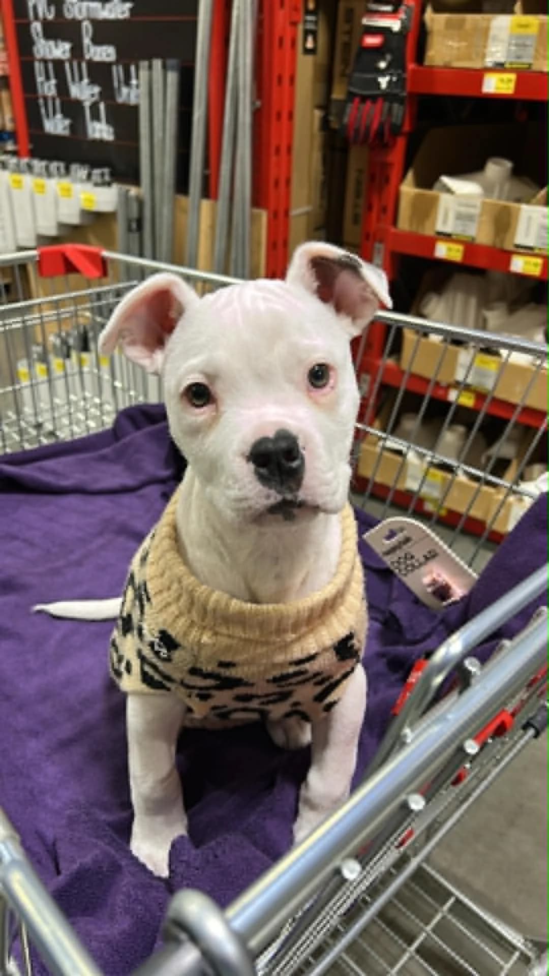 Arya - Mixed Breed available for adoption at Saving Hope Foundation in Auckland