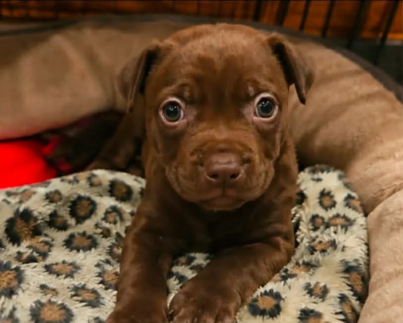 Nira - Mixed Breed available for adoption at Saving Hope Foundation in Auckland