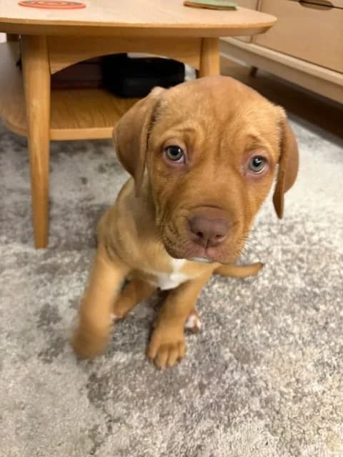 Pippa - Mixed Breed available for adoption at Saving Hope Foundation in Auckland