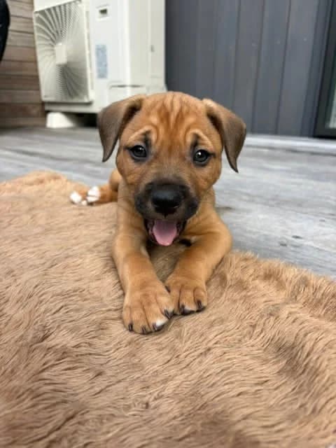 Pixie - Mixed Breed available for adoption at Saving Hope Foundation in Auckland
