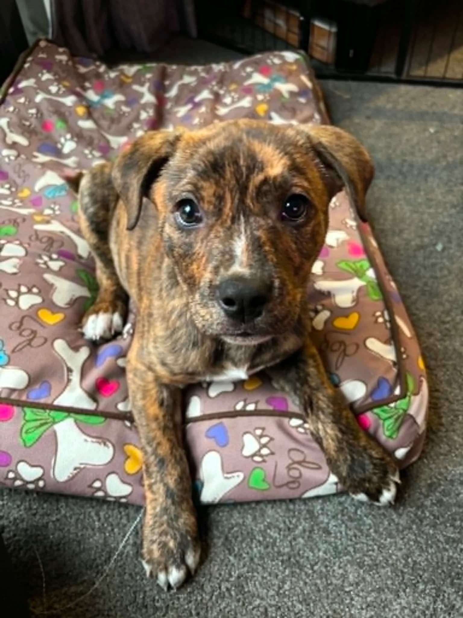 Toast - Mixed Breed available for adoption at Saving Hope Foundation in Auckland