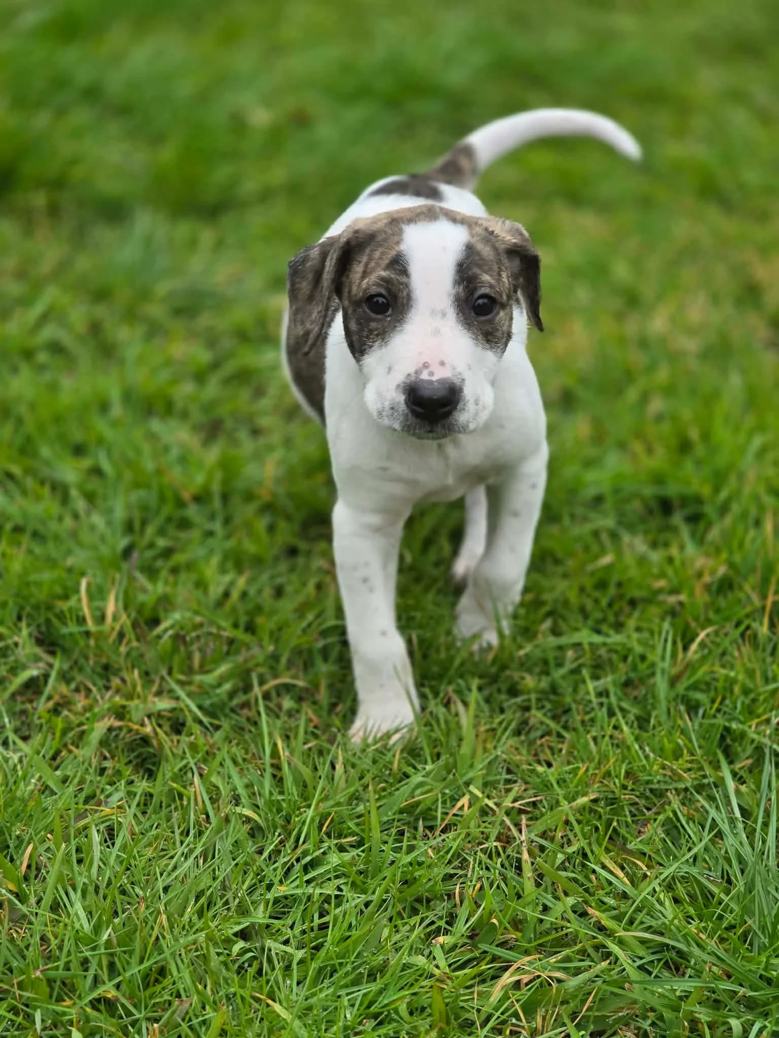 Vivi - Mixed Breed available for adoption at Saving Hope Foundation in Auckland