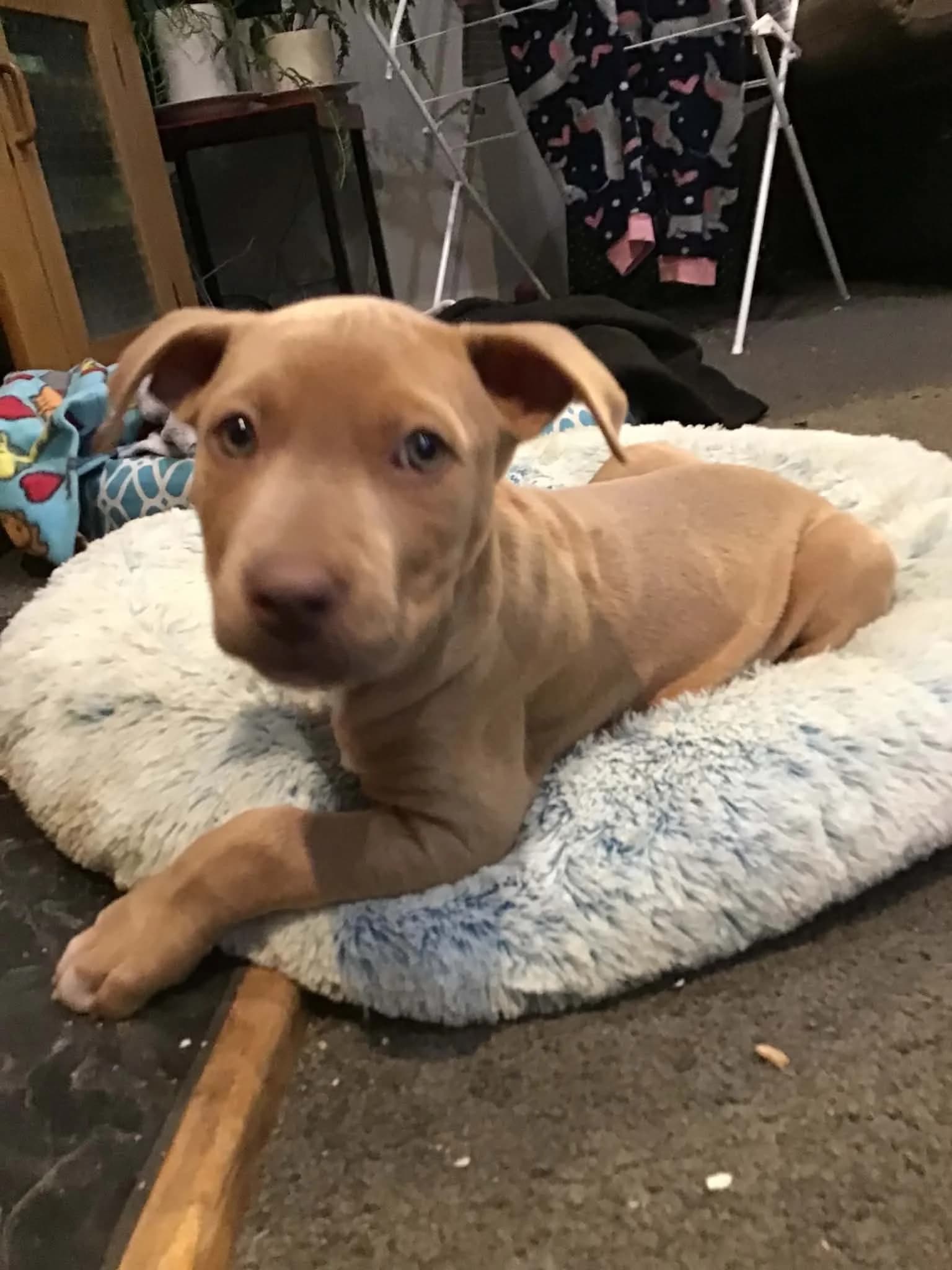 Zeke - Mixed Breed available for adoption at Saving Hope Foundation in Auckland