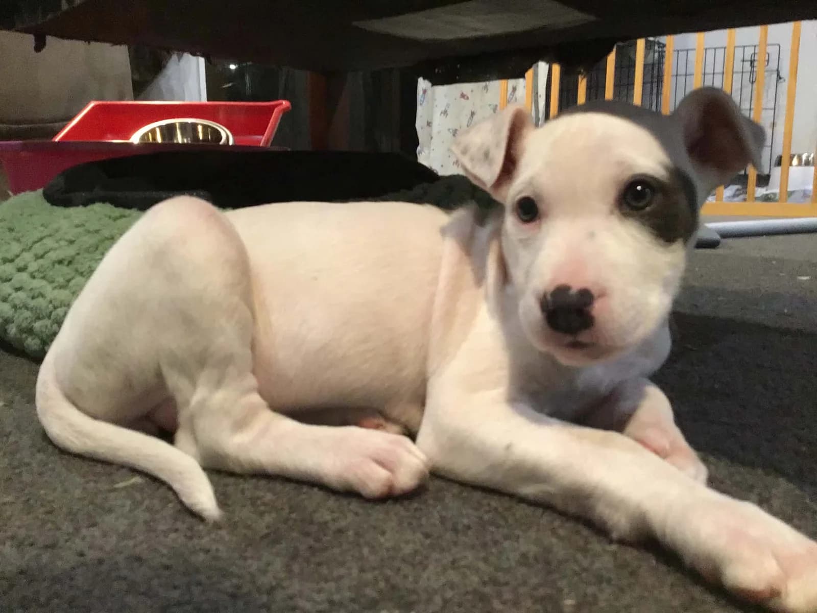 Zsa Zsa - Mixed Breed available for adoption at Saving Hope Foundation in Auckland