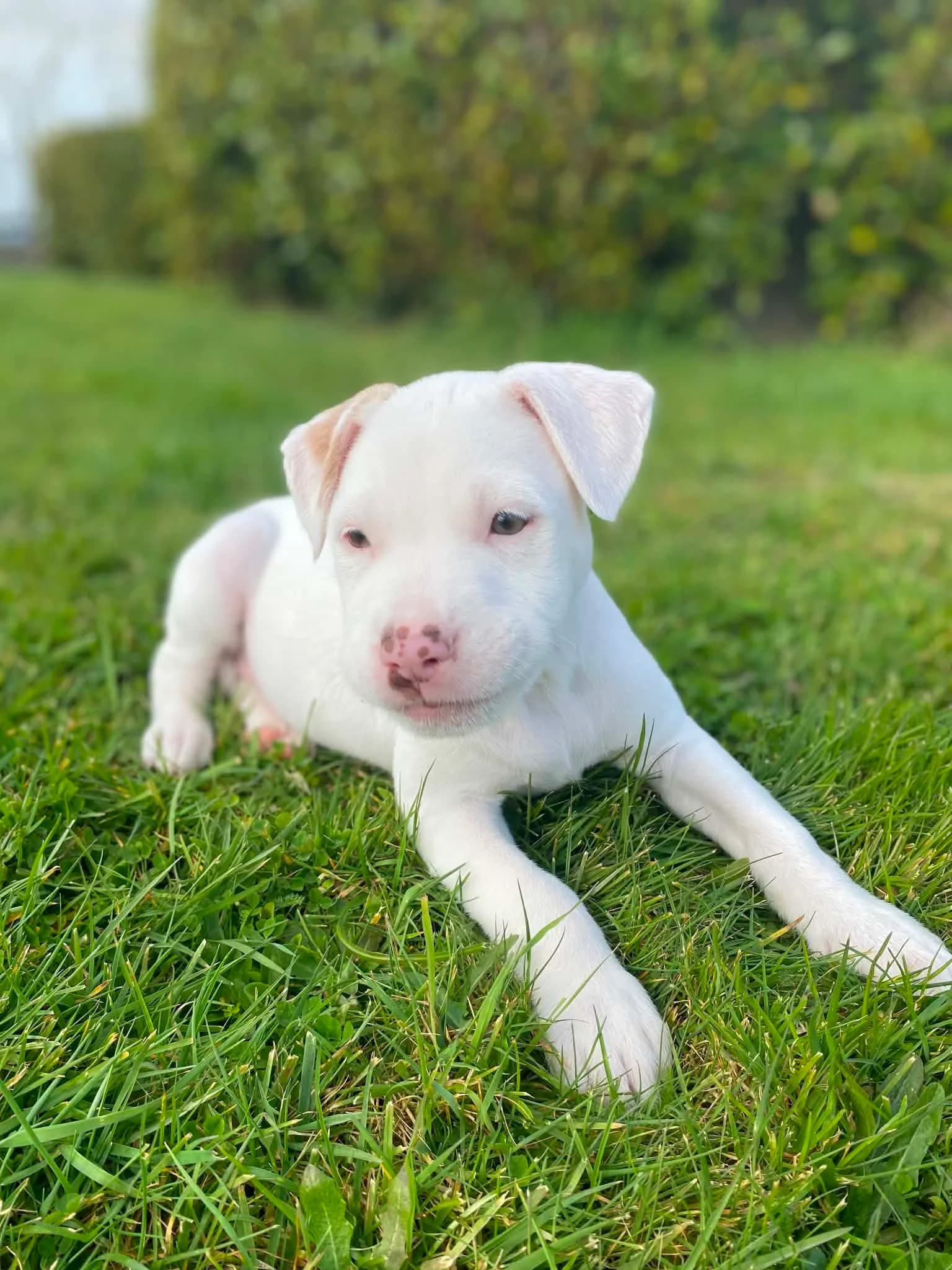 Zuri - Mixed Breed available for adoption at Saving Hope Foundation in Auckland