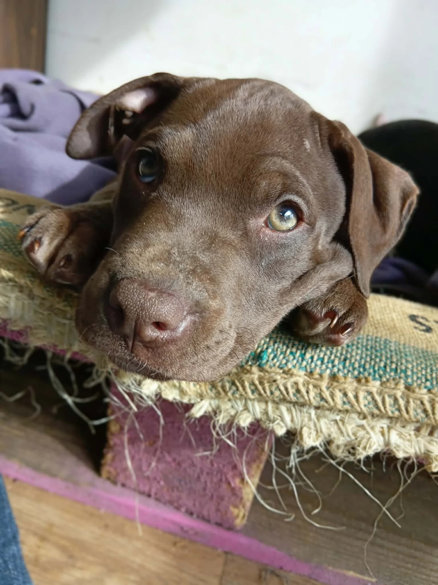 Nira - Mixed Breed available for adoption at Saving Hope Foundation in Auckland