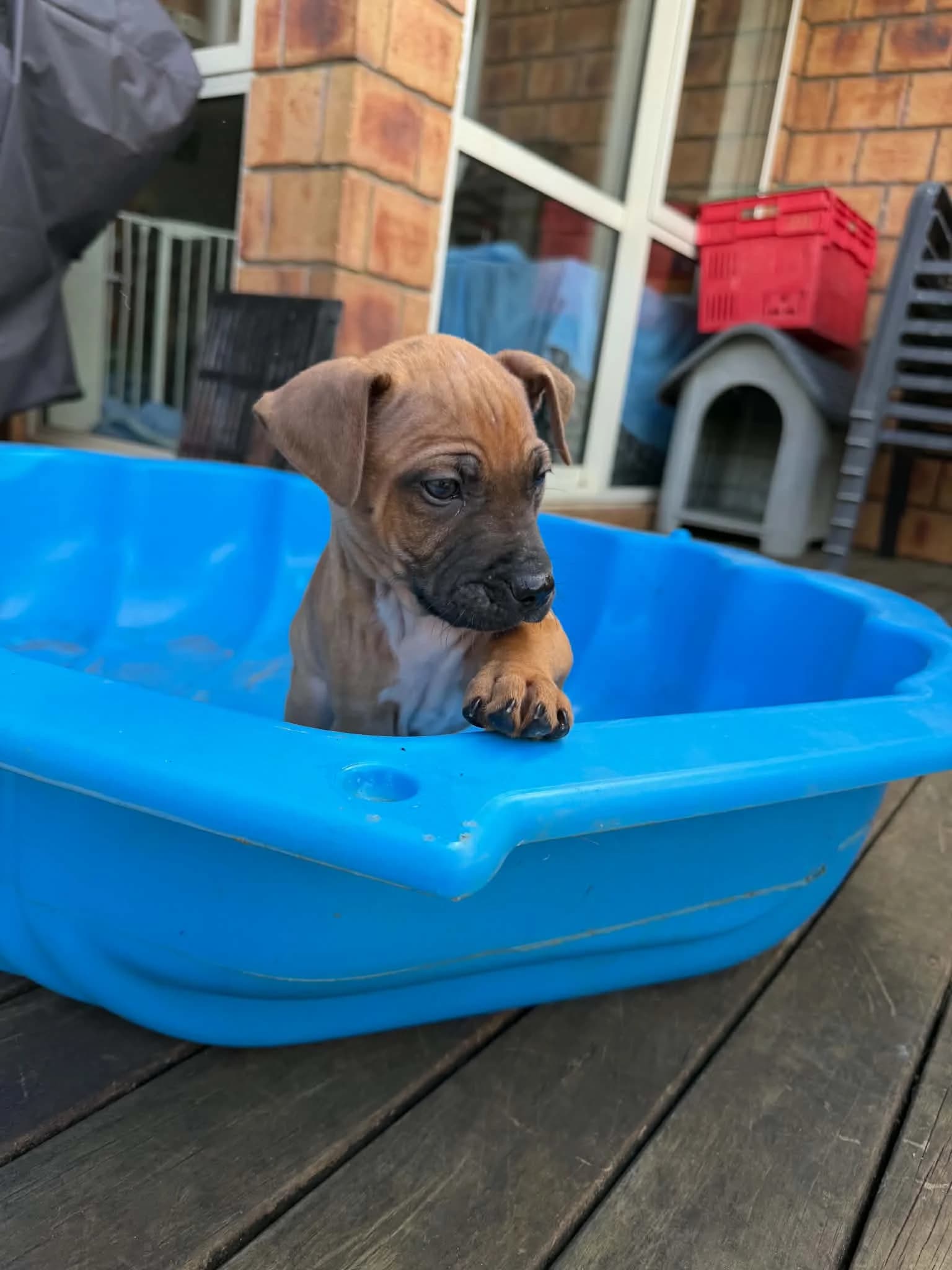 Frankie - Mixed Breed available for adoption at Saving Hope Foundation in Auckland
