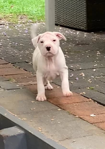 Gabbi - Mixed Breed available for adoption at Saving Hope Foundation in Auckland