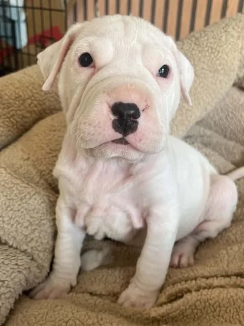 Ghost - Mixed Breed available for adoption at Saving Hope Foundation in Auckland