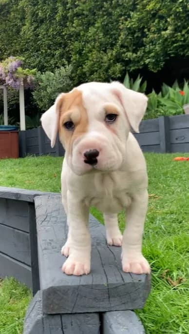 Grace - Mixed Breed available for adoption at Saving Hope Foundation in Auckland