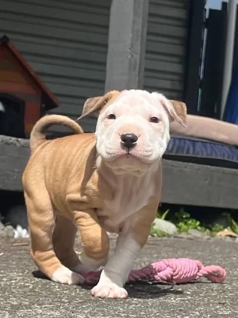 Greer - Mixed Breed available for adoption at Saving Hope Foundation in Auckland