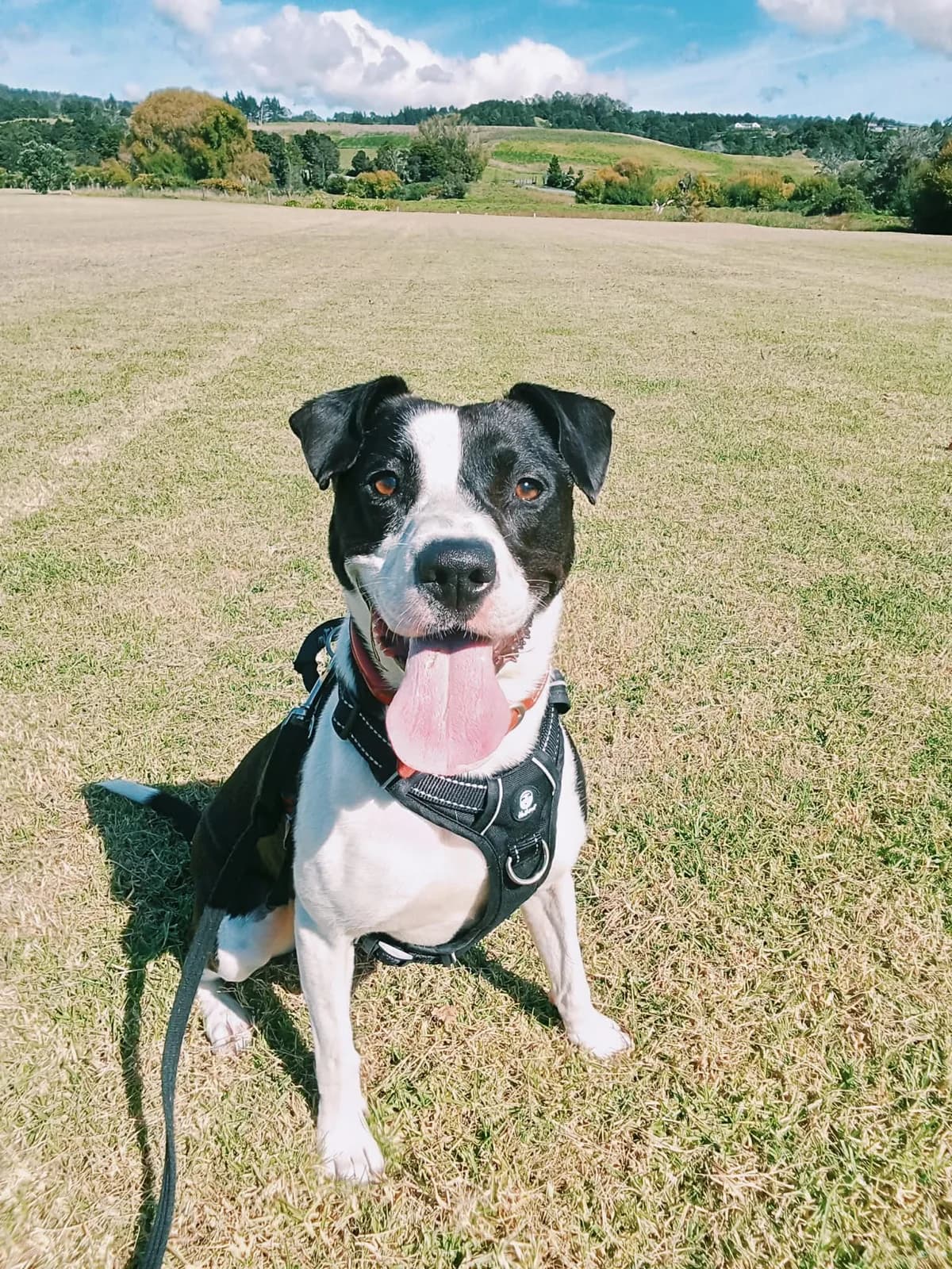 Mia - Mixed Breed available for adoption at SPCA New Zealand in Whangarei