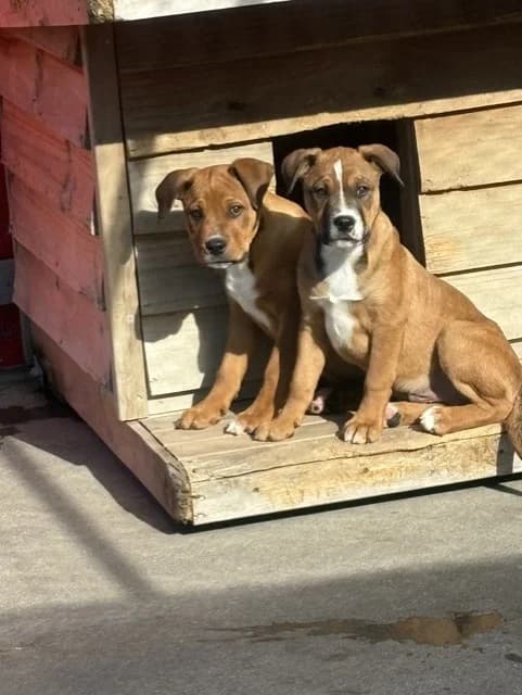 Rocky - Mixed Breed available for adoption at SPCA New Zealand in Taupo