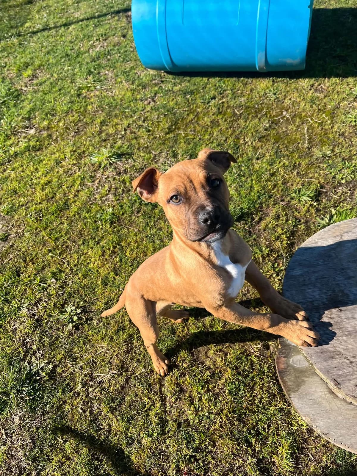 Butch - Mixed Breed available for adoption at SPCA New Zealand in Hamilton