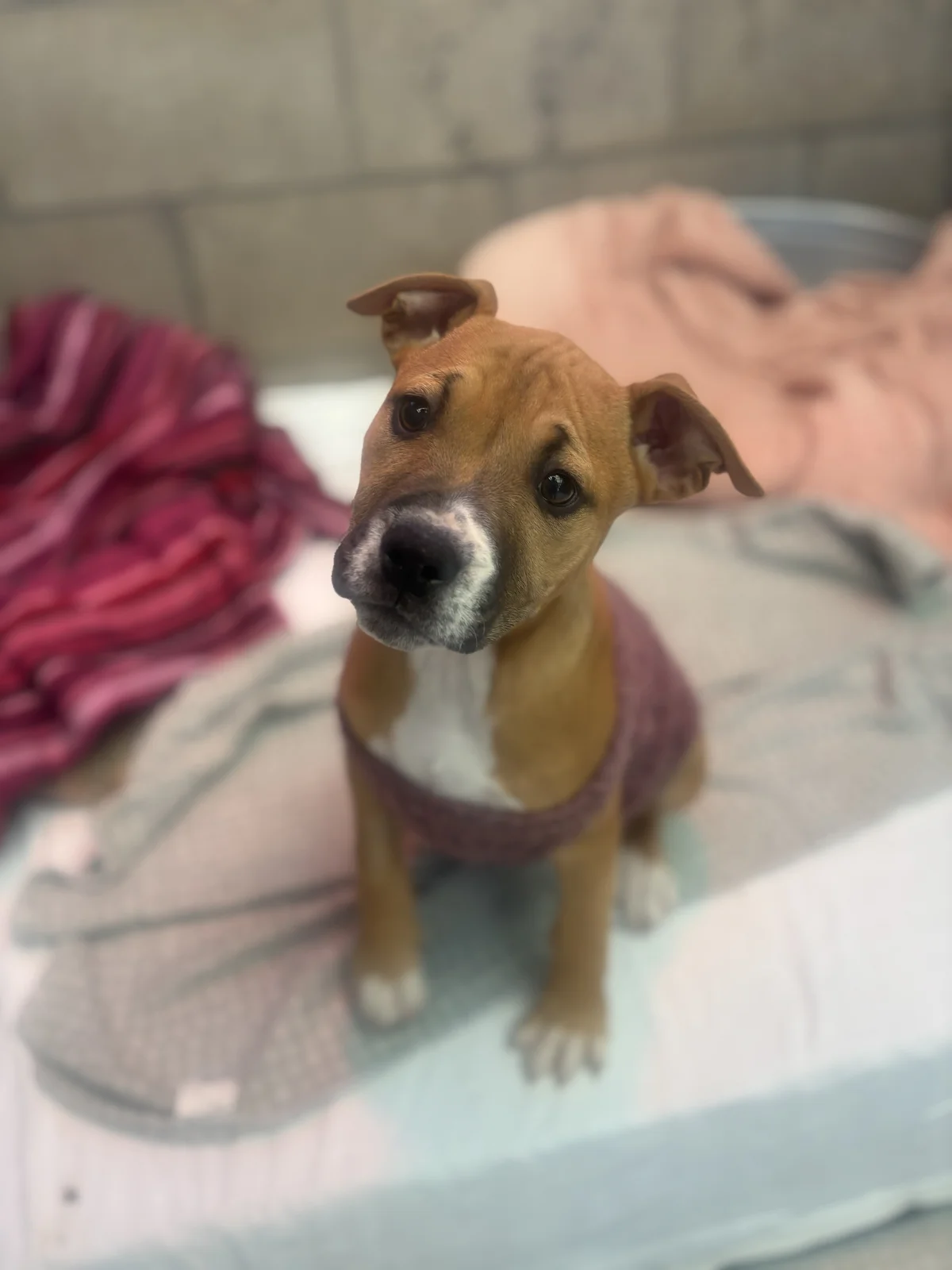 Mocha - Mixed Breed available for adoption at SPCA New Zealand in Auckland