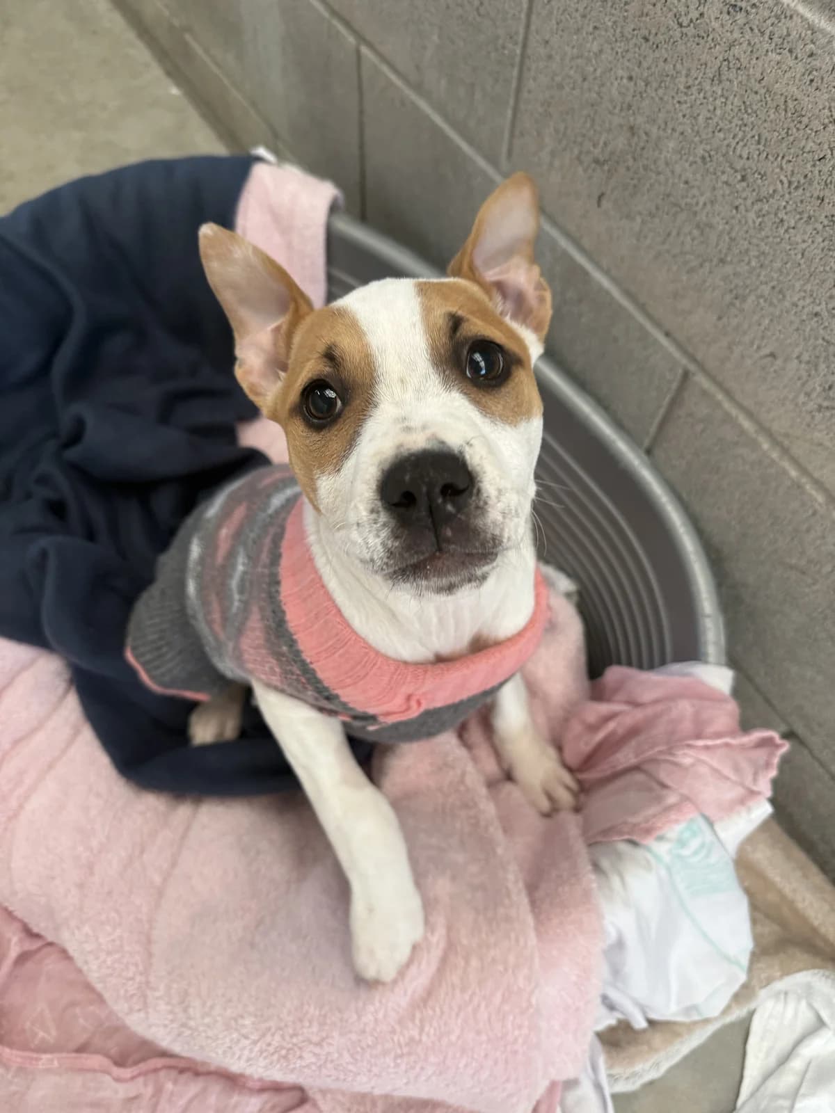 Latte - Mixed Breed available for adoption at SPCA New Zealand in Auckland