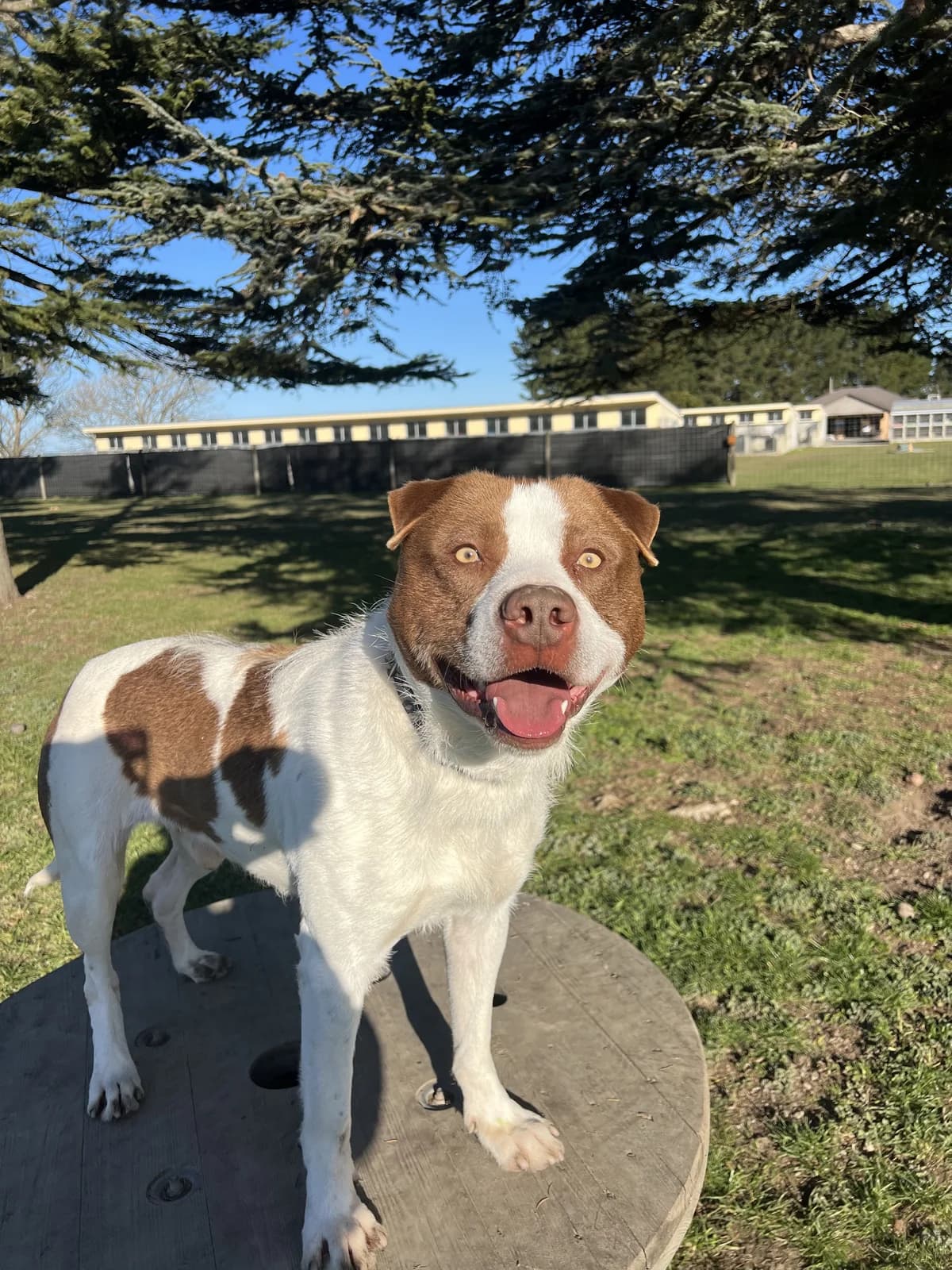 Harvey - Mixed Breed available for adoption at SPCA New Zealand in Timaru