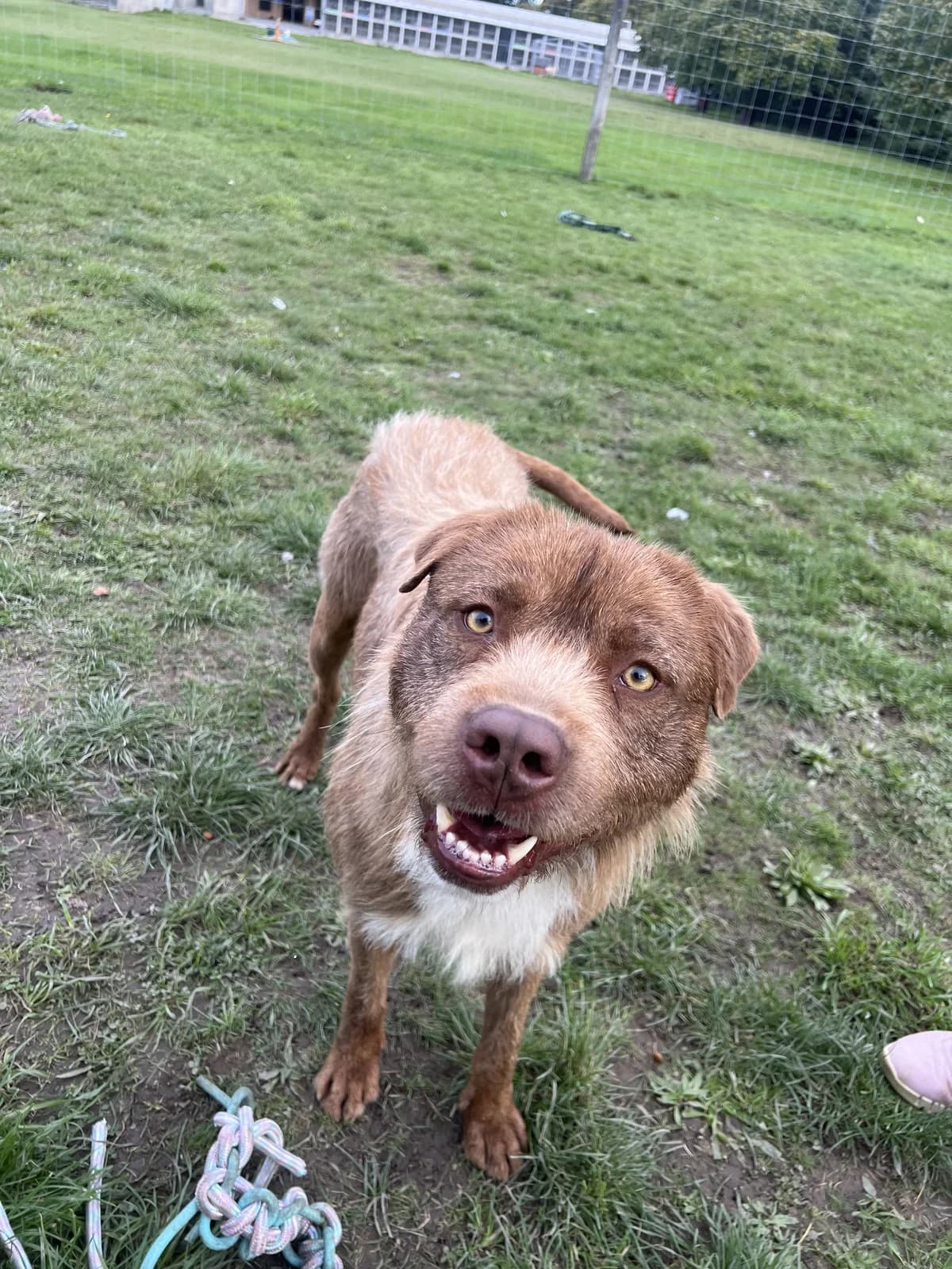 Harry - Mixed Breed available for adoption at SPCA New Zealand in Timaru