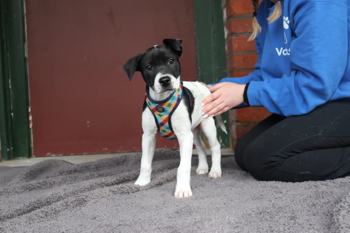 Margot - Mixed Breed available for adoption at SPCA New Zealand in Wellington