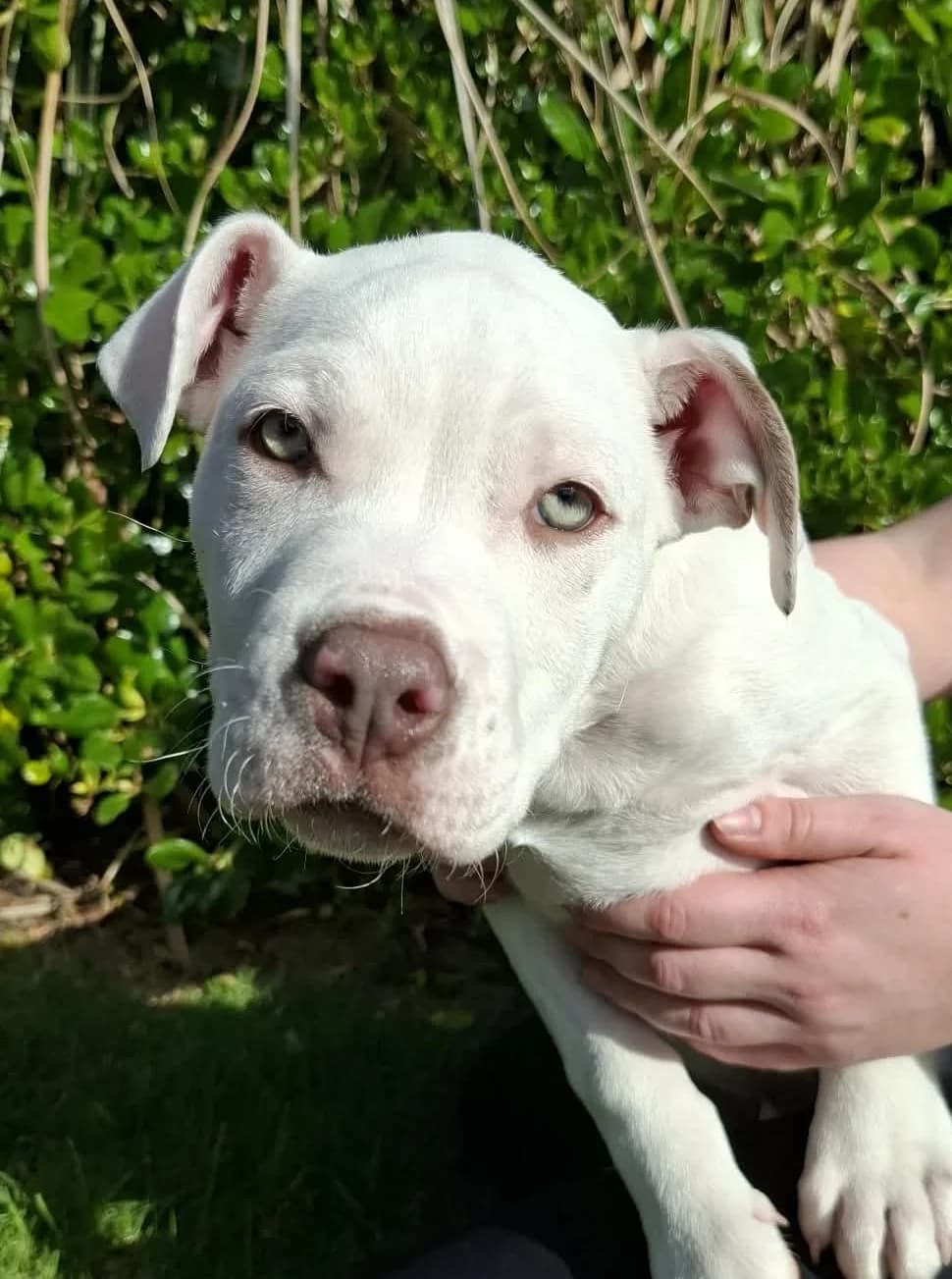 Nev - Mixed Breed available for adoption at SPCA New Zealand in Whangarei