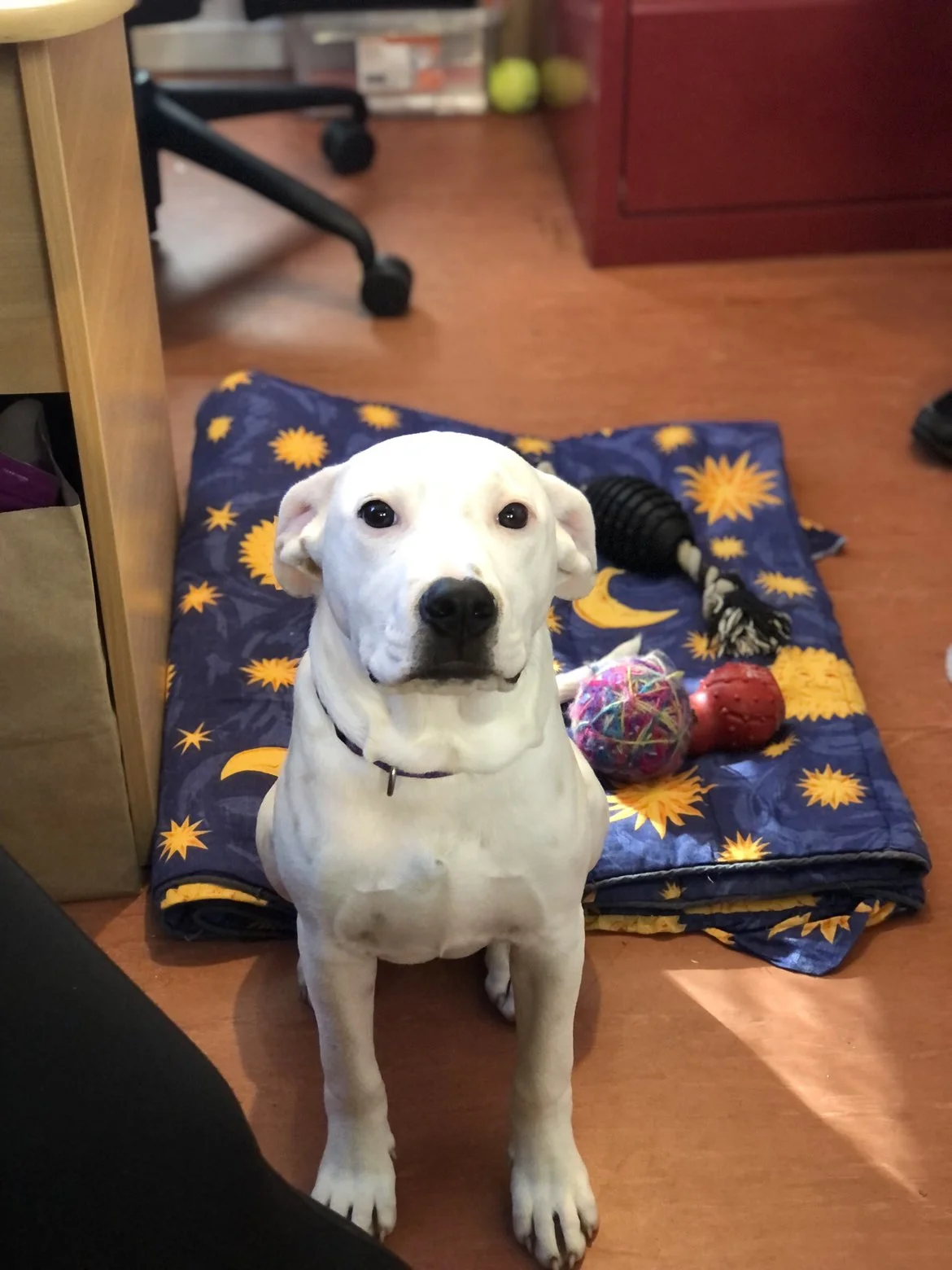 Nickle - Mixed Breed available for adoption at SPCA New Zealand in Whangarei