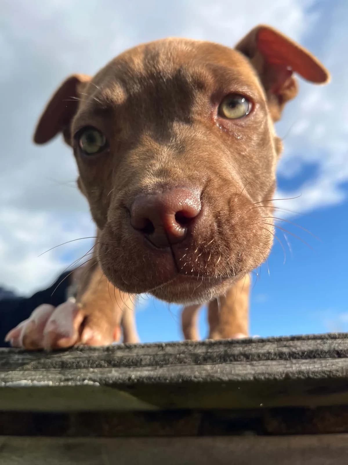 Lavender - Mixed Breed available for adoption at SPCA New Zealand in Hamilton