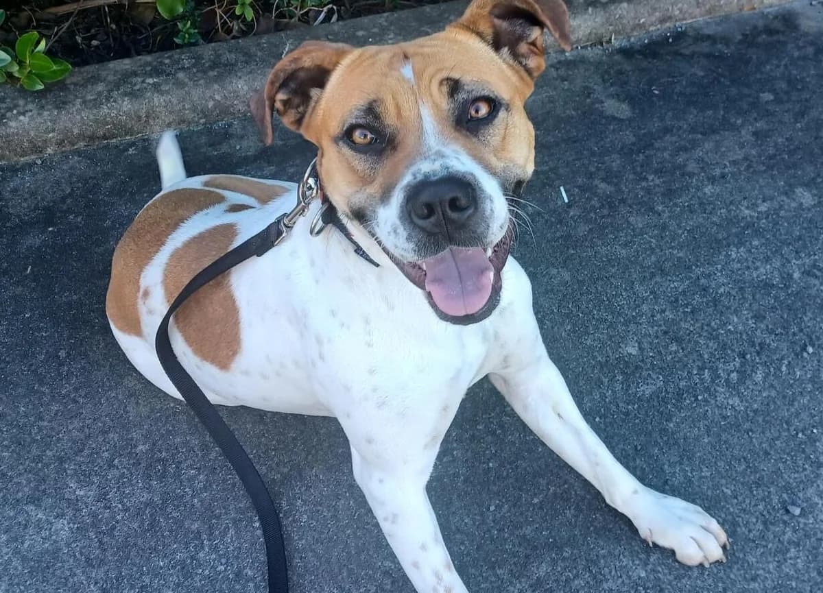 Esther - Mixed Breed available for adoption at SPCA New Zealand in Tauranga