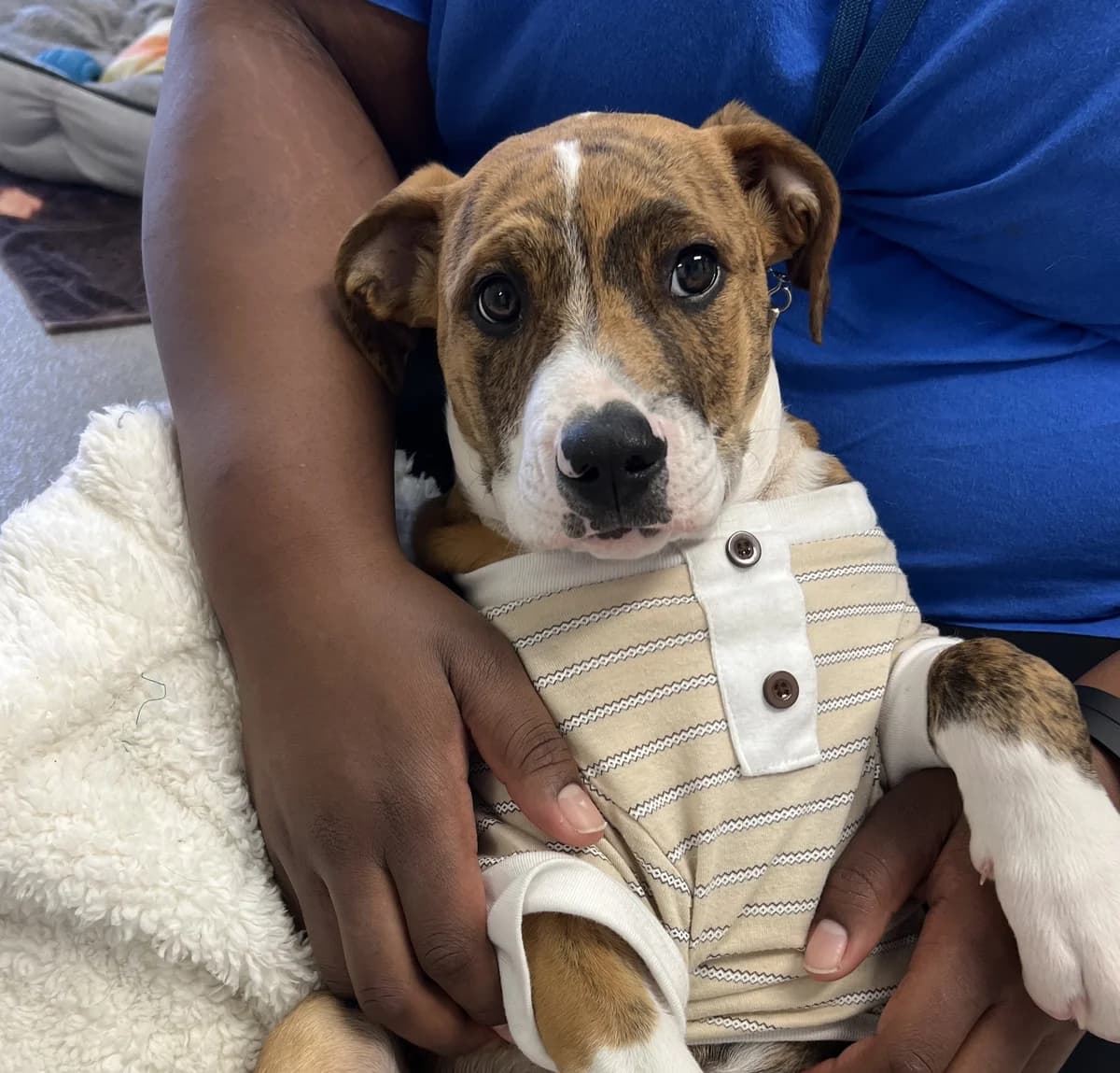 Houdini - Mixed Breed available for adoption at SPCA New Zealand in Auckland