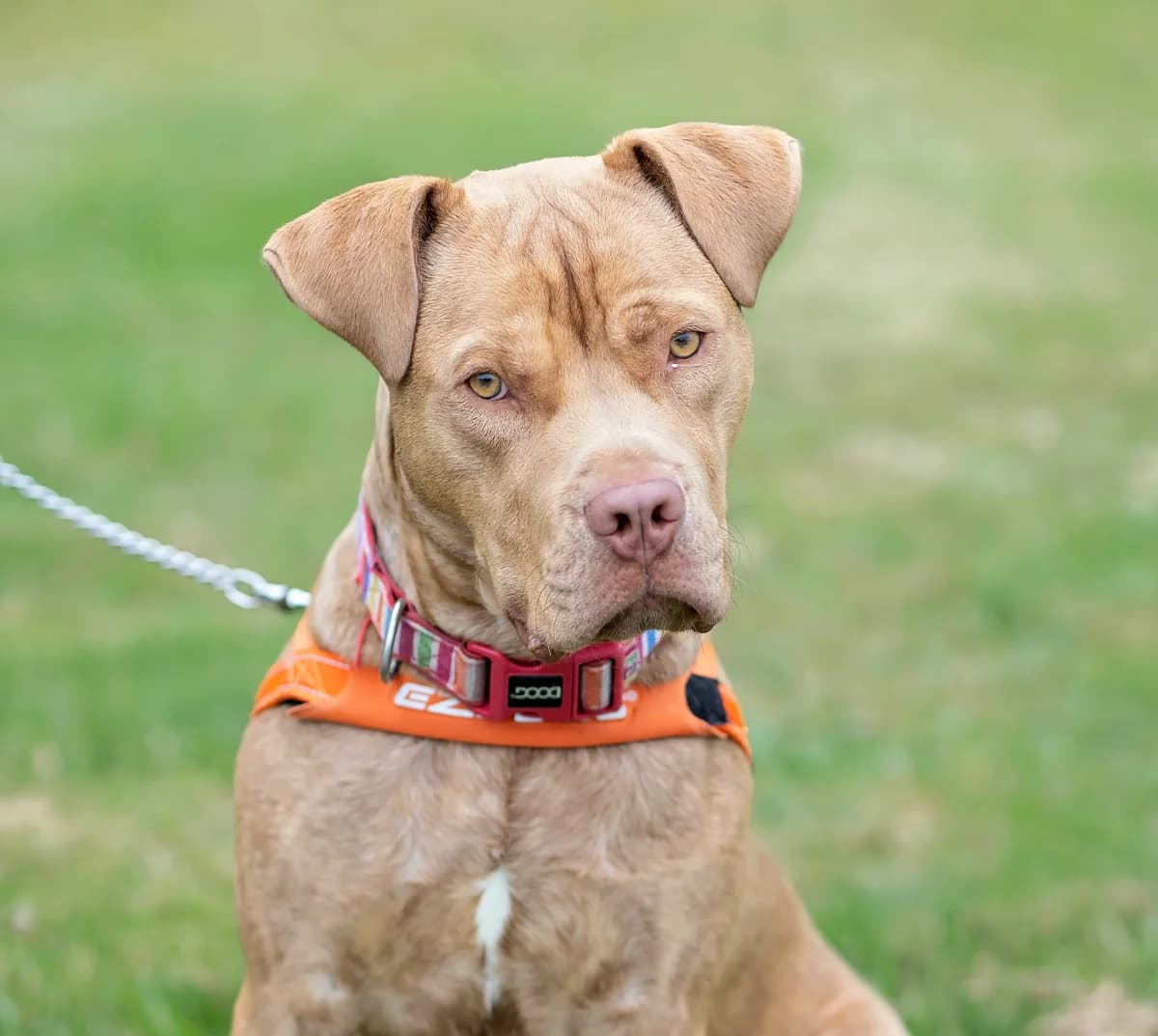 Louie - Mixed Breed available for adoption at SPCA New Zealand in Whanganui