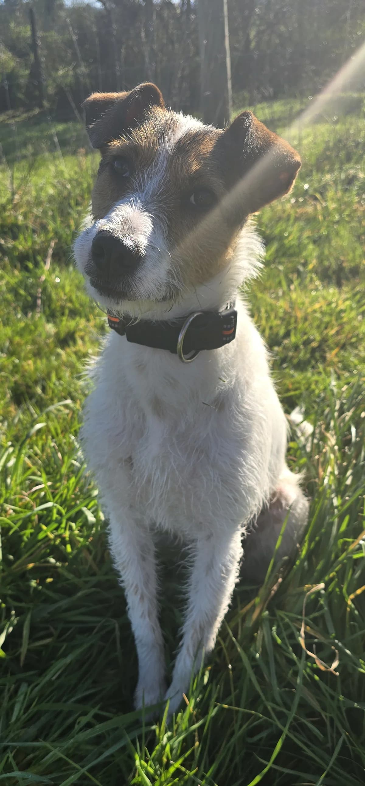 Scruffy - Mixed Breed available for adoption at SPCA New Zealand in Masterton