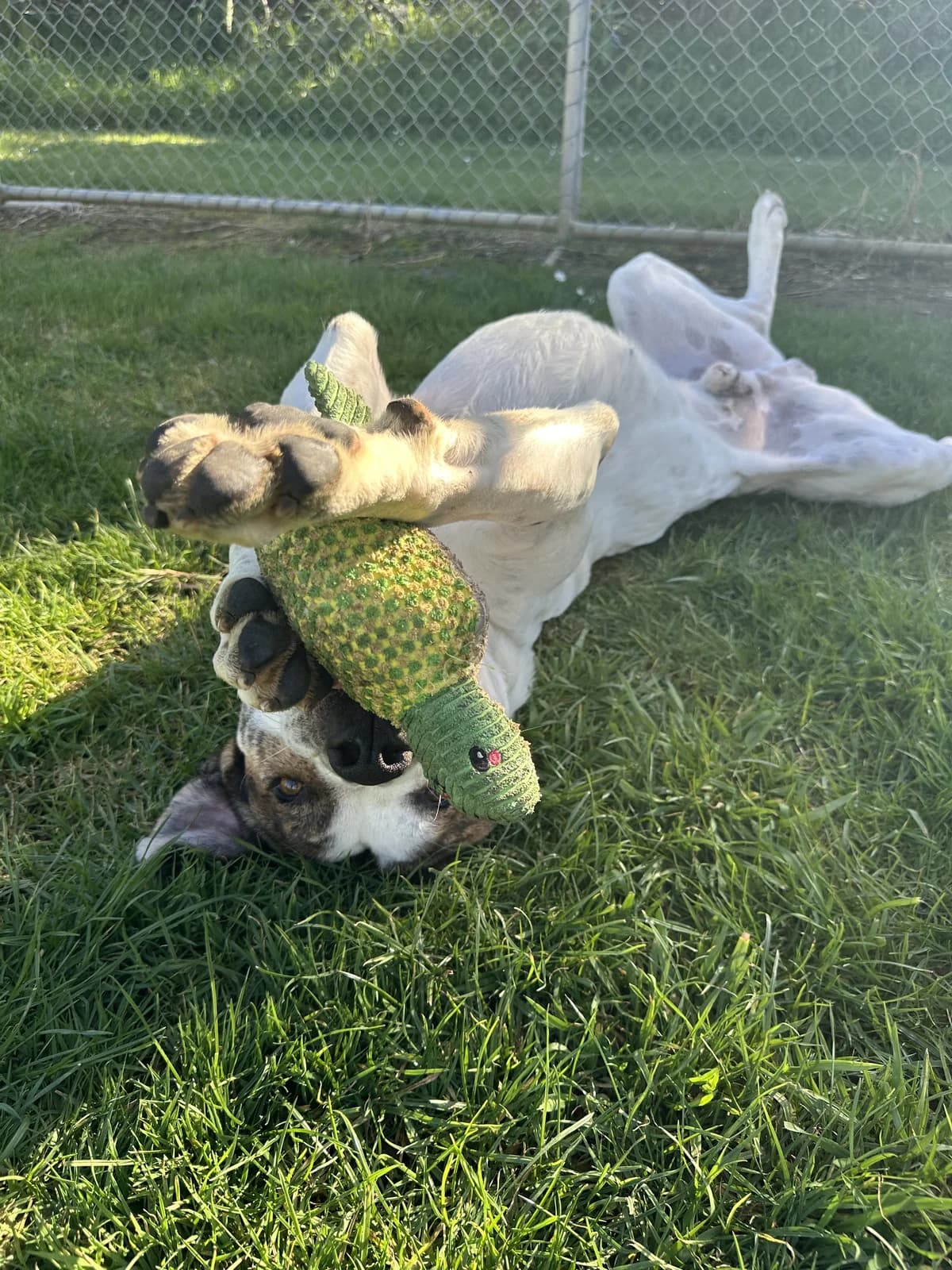 King - Mixed Breed available for adoption at SPCA New Zealand in Kerikeri