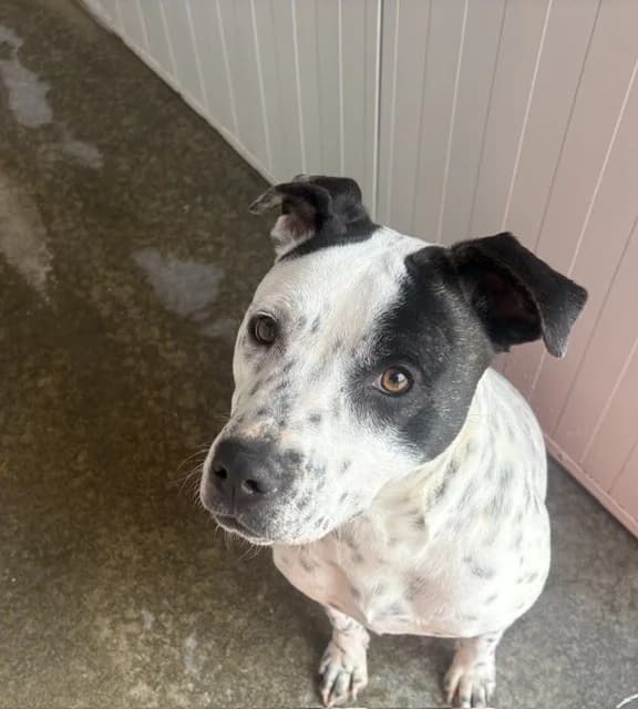 Coco - Mixed Breed available for adoption at SPCA New Zealand in Taupo
