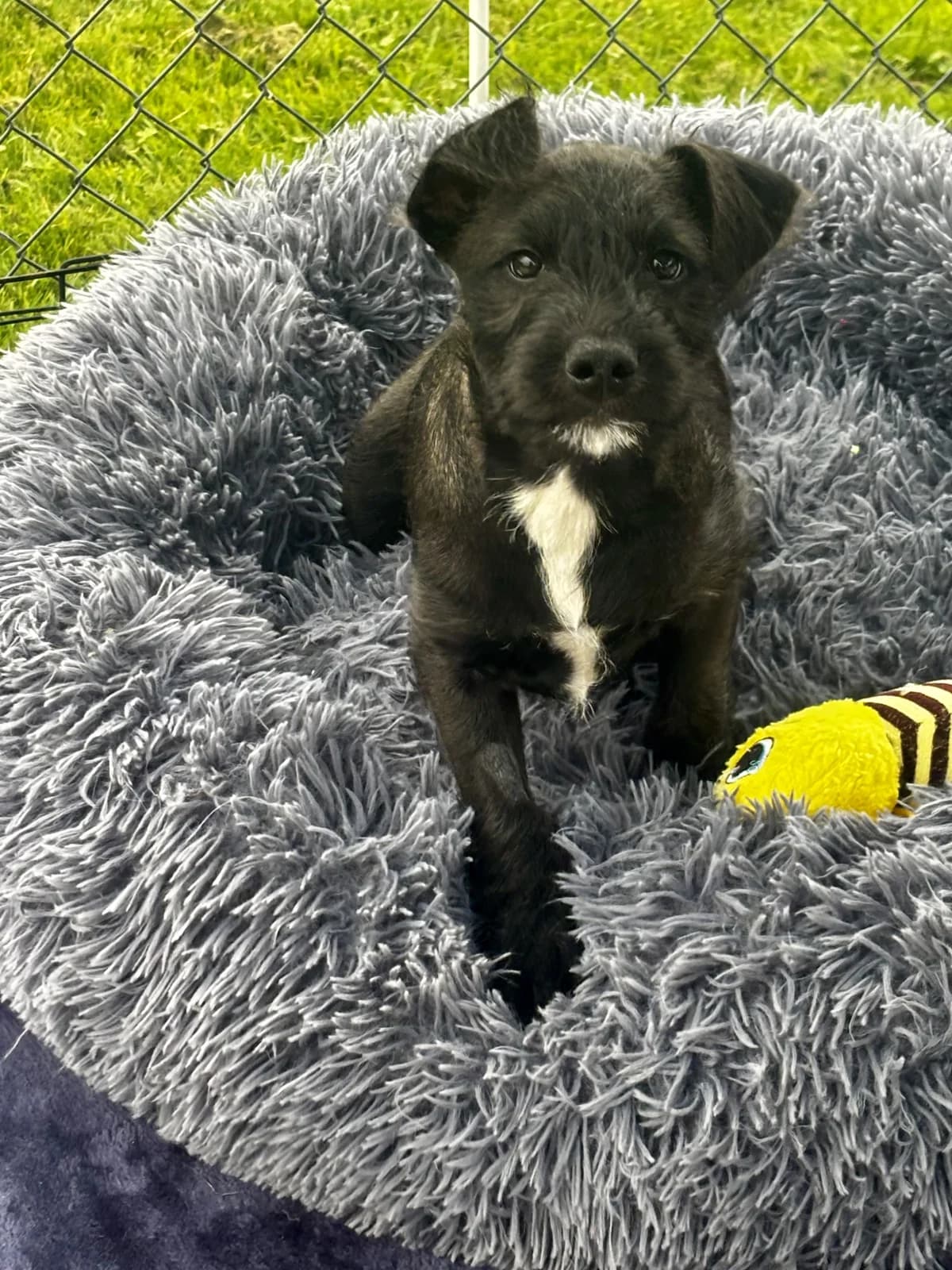 Tater - Mixed Breed available for adoption at SPCA New Zealand in Hastings