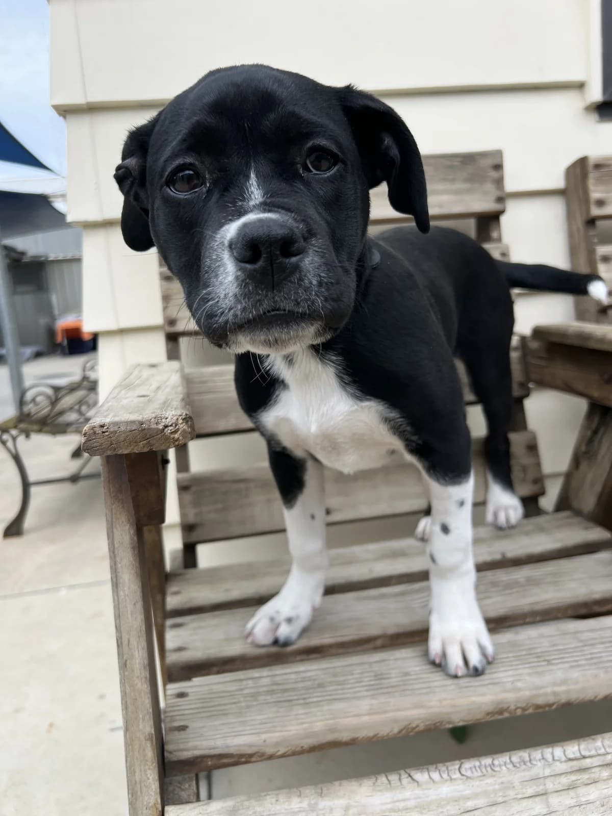 Lolly - Mixed Breed available for adoption at SPCA New Zealand in Napier